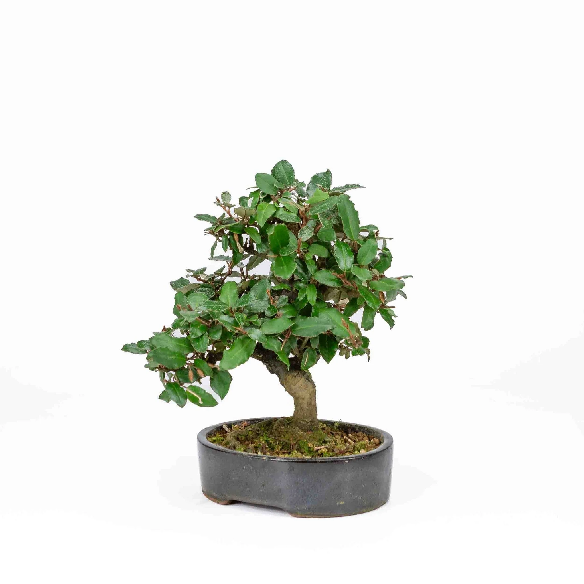 Elaeagnus pungens donker blauwe pot 15cm, hoogte 24cm - Image 5