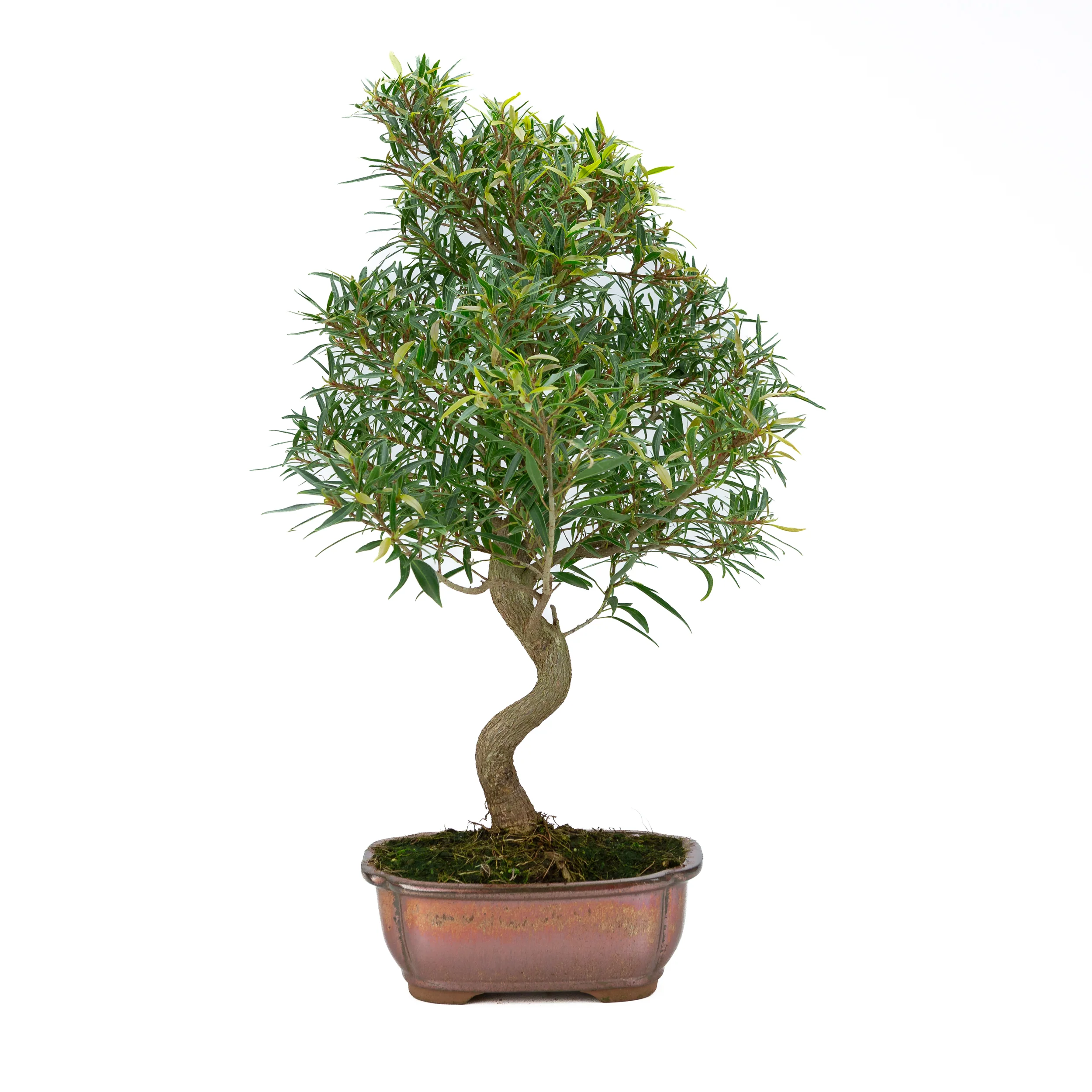 Ficus nerifolia (wilgenbladige vijg), hoogte ~67cm - Image 3