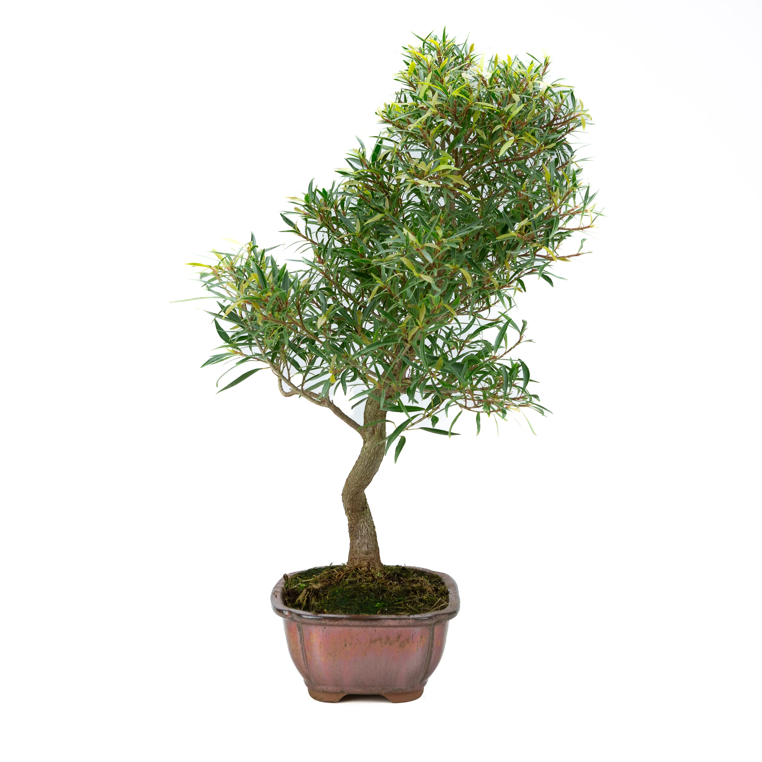 Ficus nerifolia (wilgenbladige vijg), hoogte ~67cm - Image 4