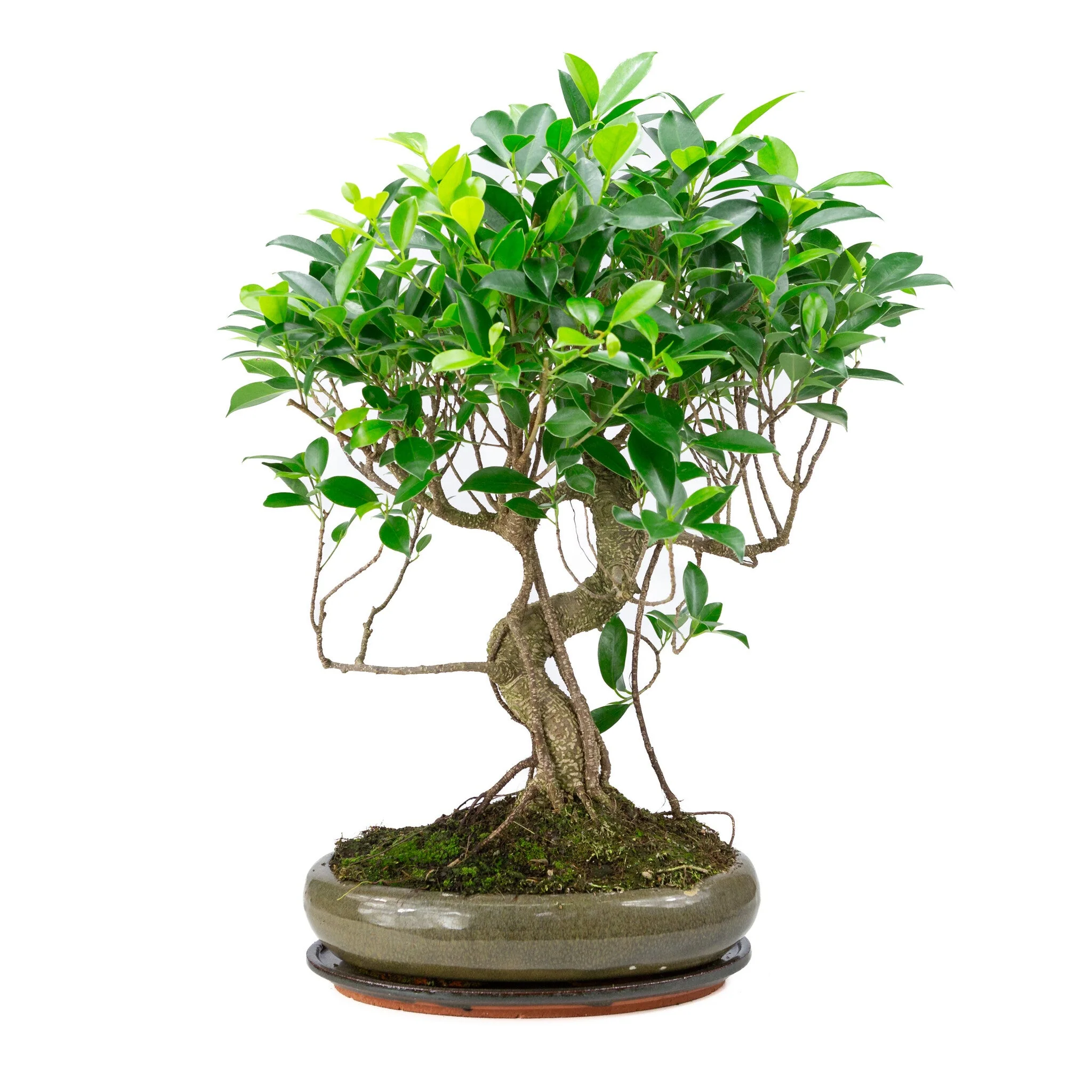 Ficus retusa Bonsai in groene pot 29cm, hoogte ~47cm - Image 3