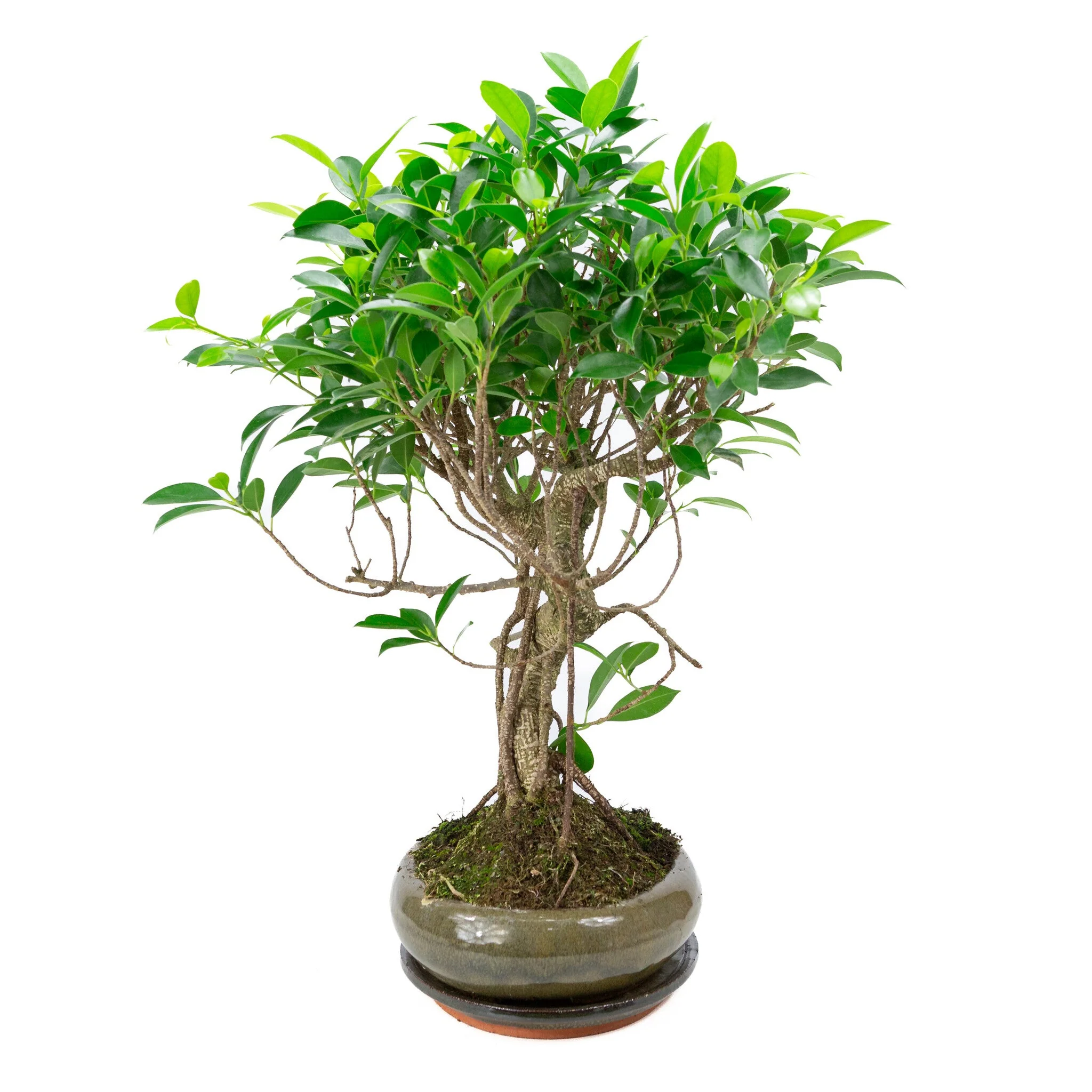 Ficus retusa Bonsai in groene pot 29cm, hoogte ~47cm - Image 4