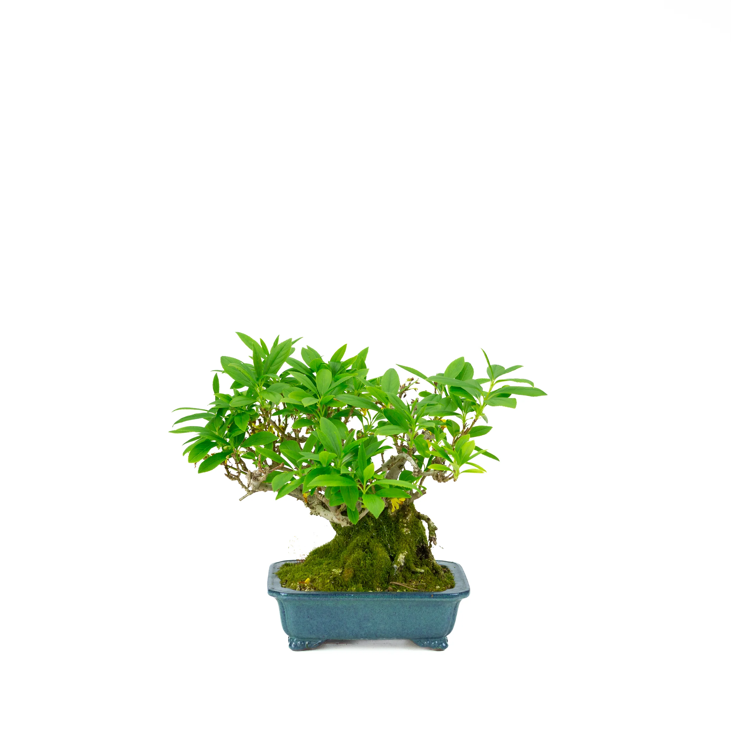 Forsythia blauwe pot 18cm, hoogte ~23cm