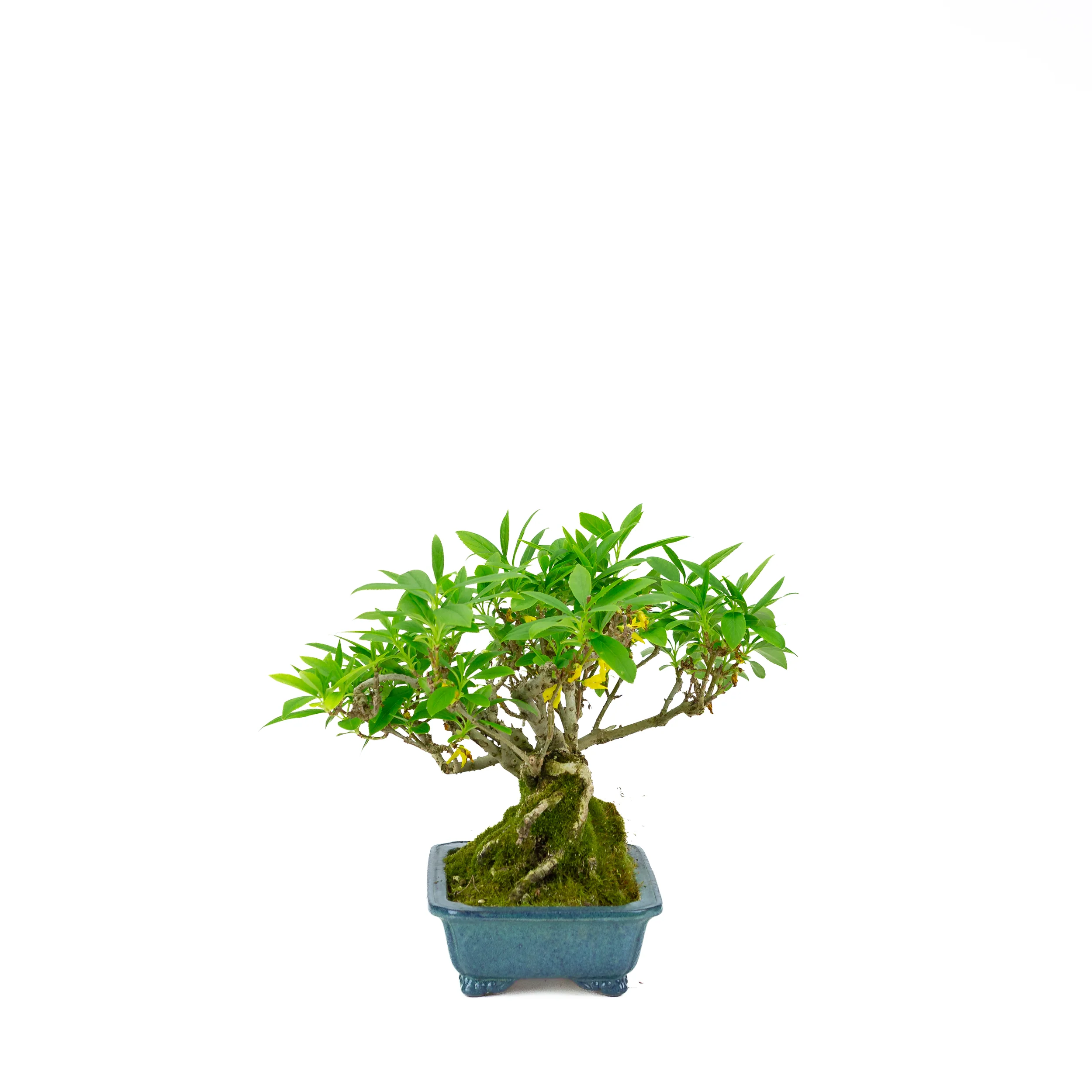 Forsythia blauwe pot 18cm, hoogte ~23cm - Image 2