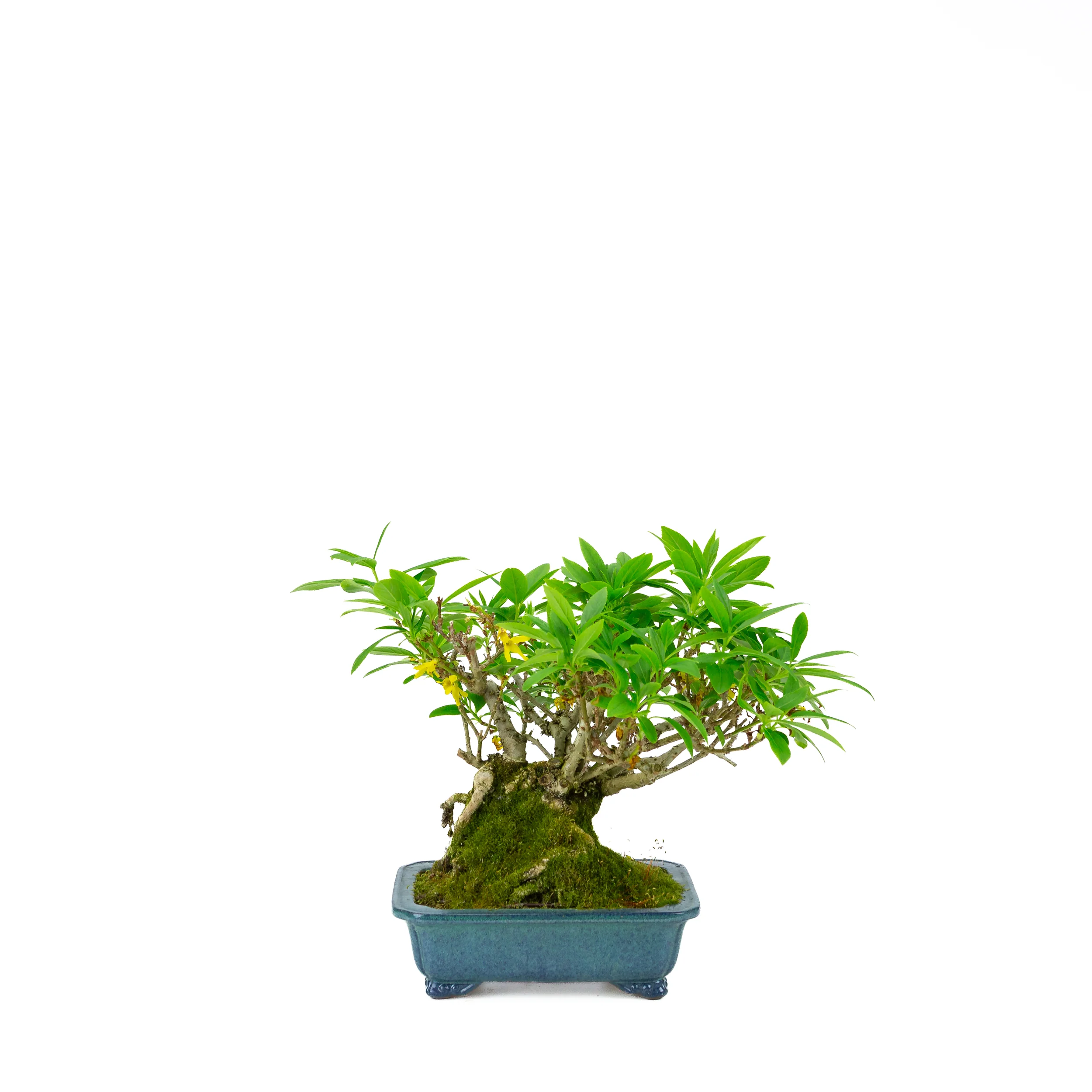 Forsythia blauwe pot 18cm, hoogte ~23cm - Image 3