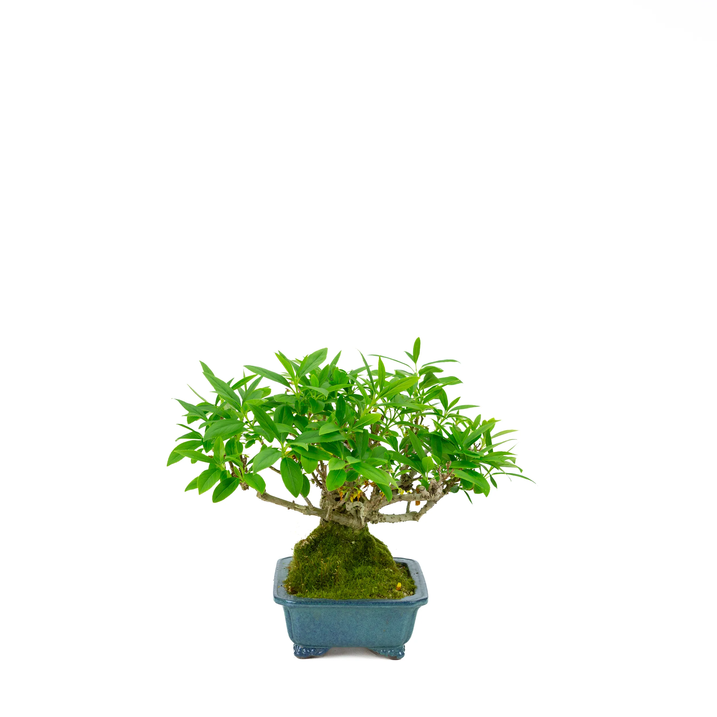 Forsythia blauwe pot 18cm, hoogte ~23cm - Image 4
