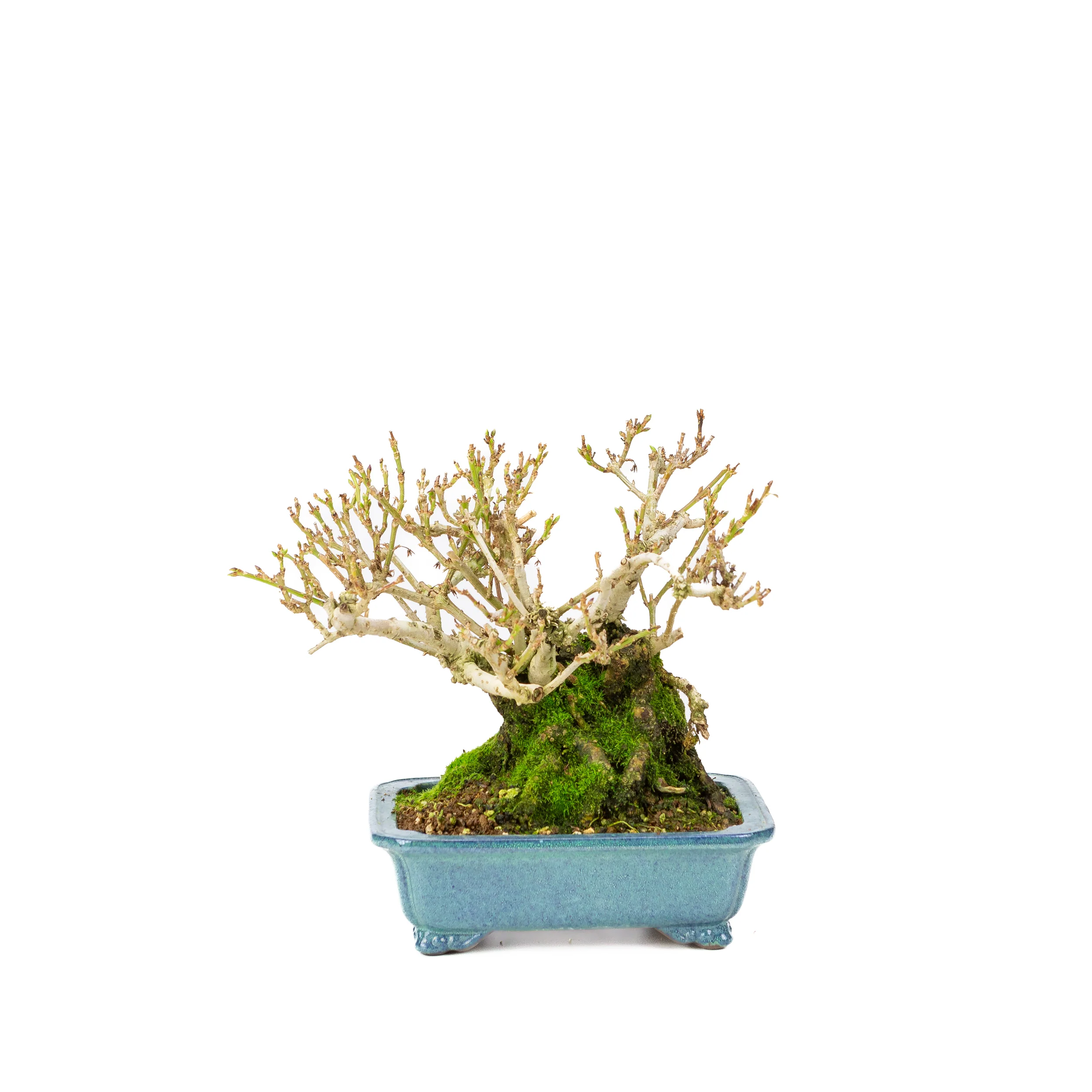 Forsythia blauwe pot 18cm, hoogte ~23cm - Image 5