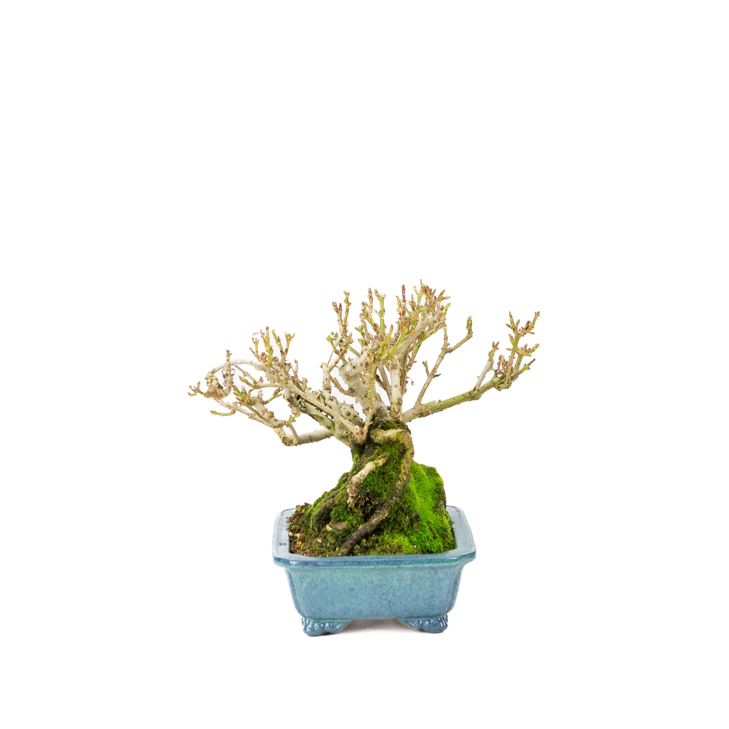 Forsythia blauwe pot 18cm, hoogte ~23cm - Image 6