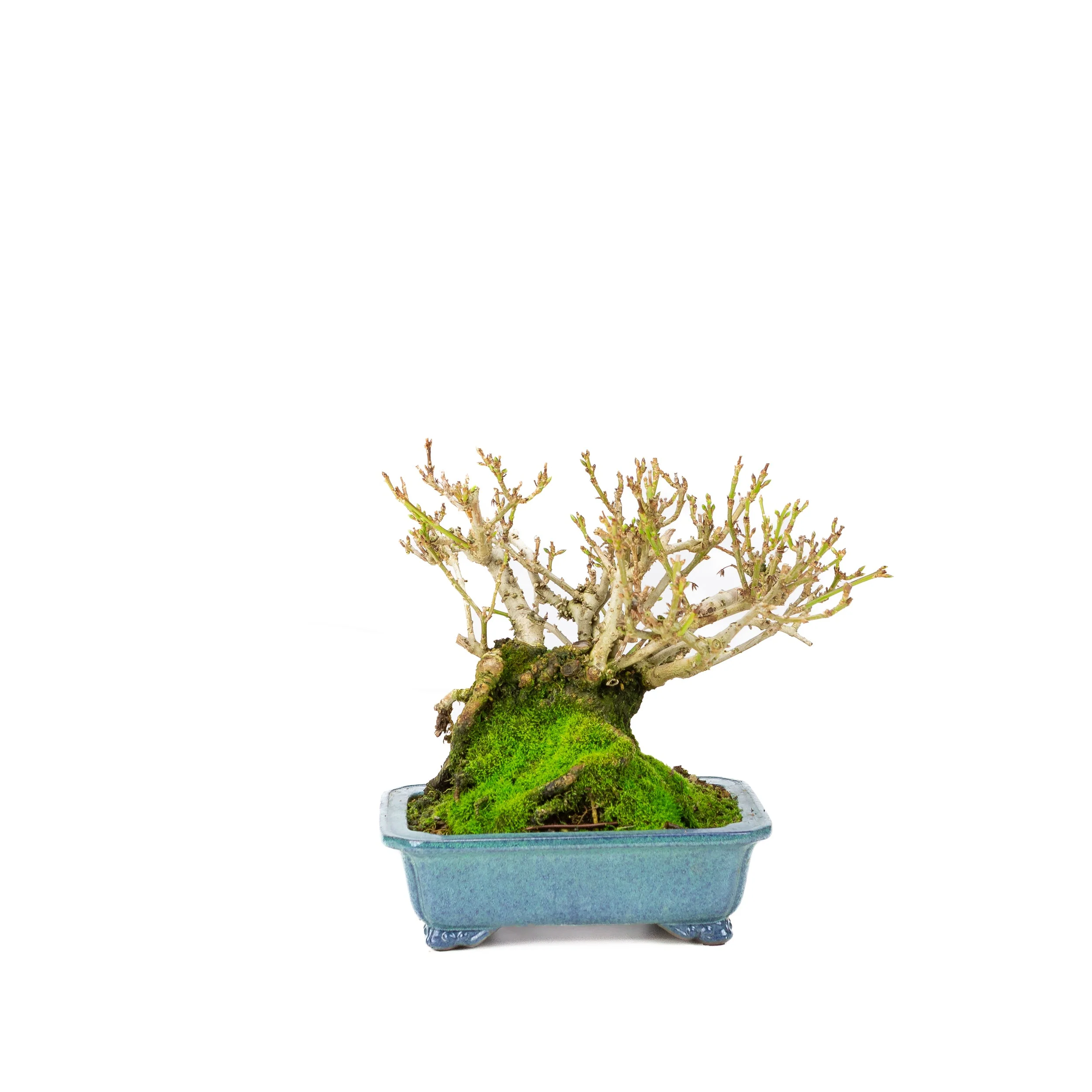 Forsythia blauwe pot 18cm, hoogte ~23cm - Image 7