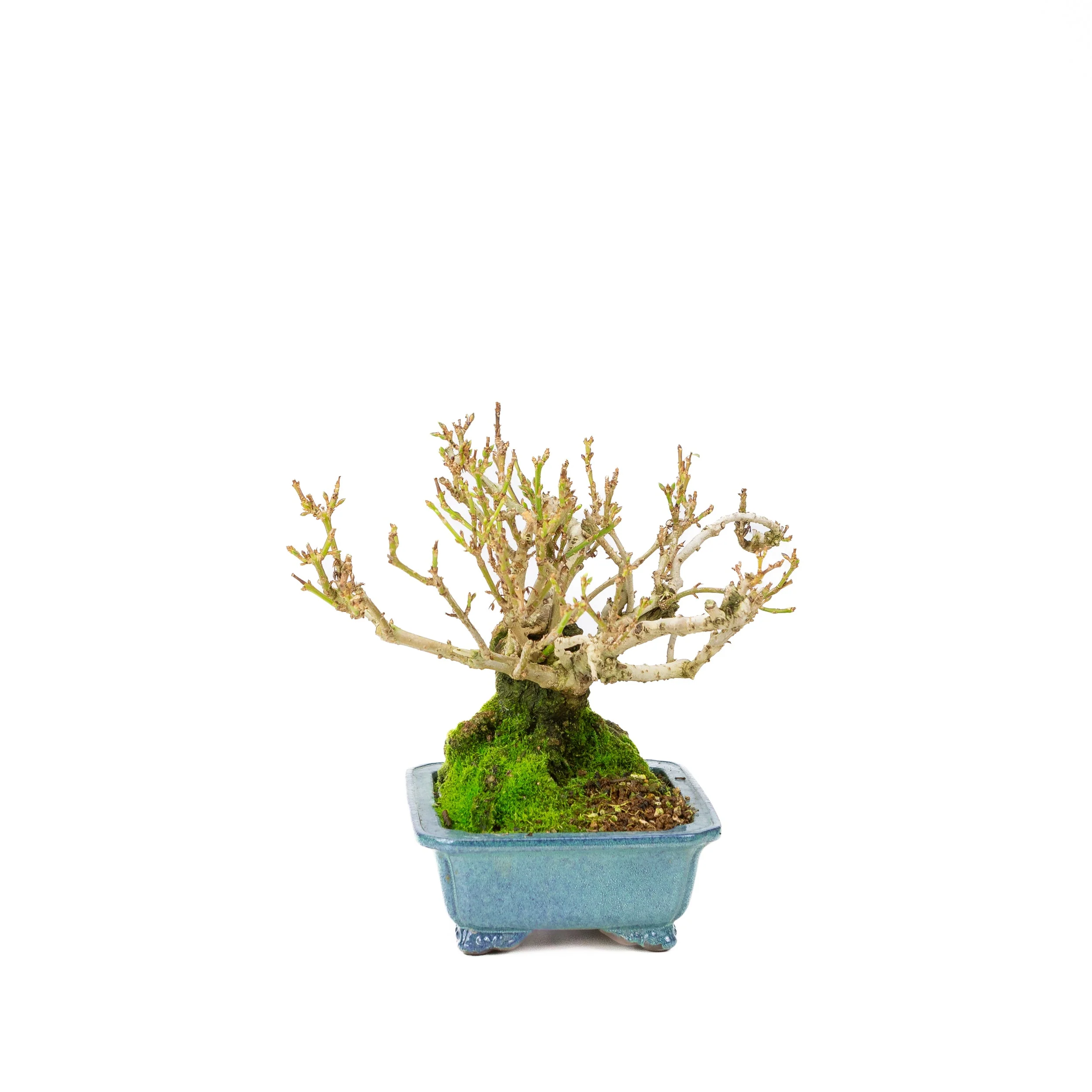 Forsythia blauwe pot 18cm, hoogte ~23cm - Image 8