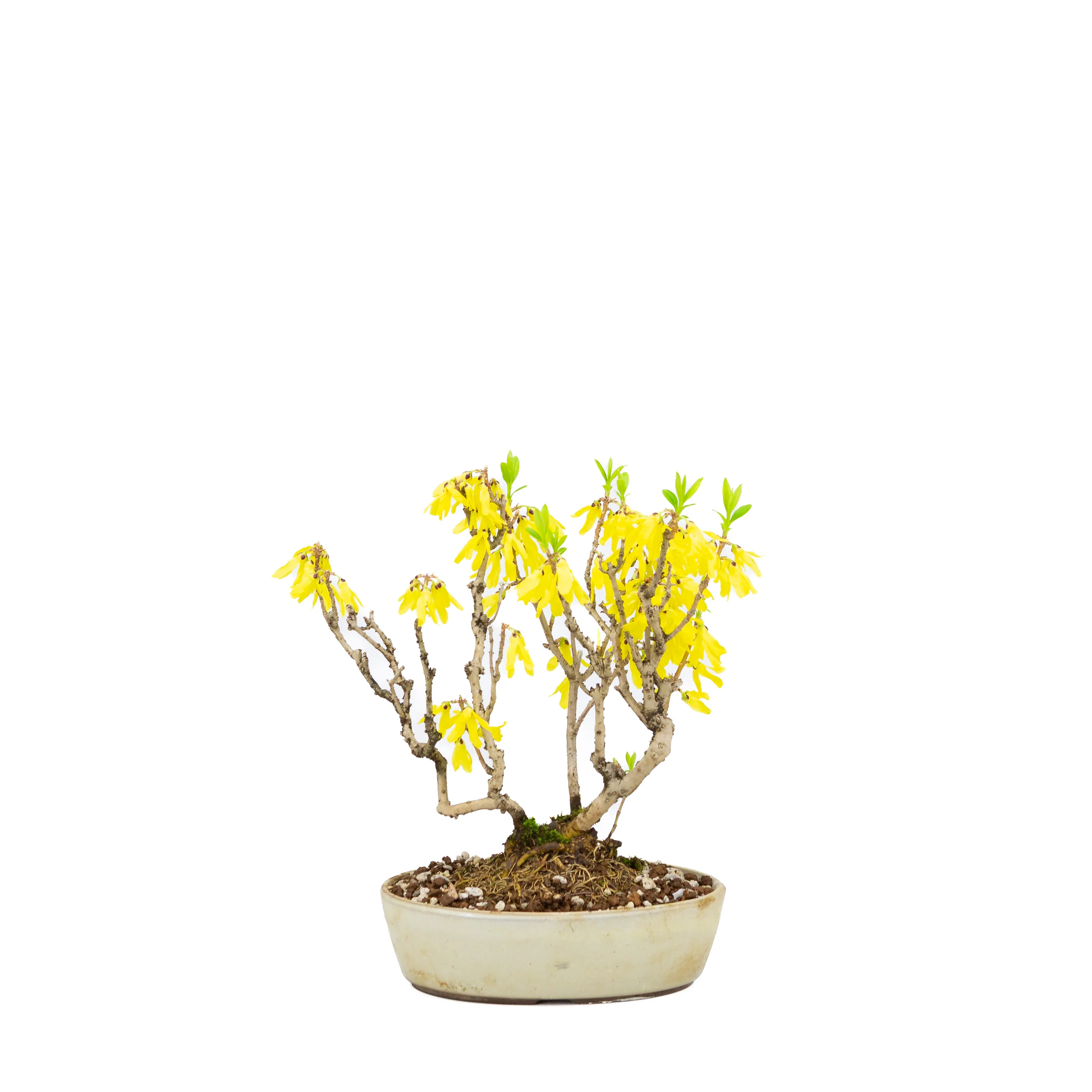 Forsythia (Chinees klokje), hoogte ~26cm