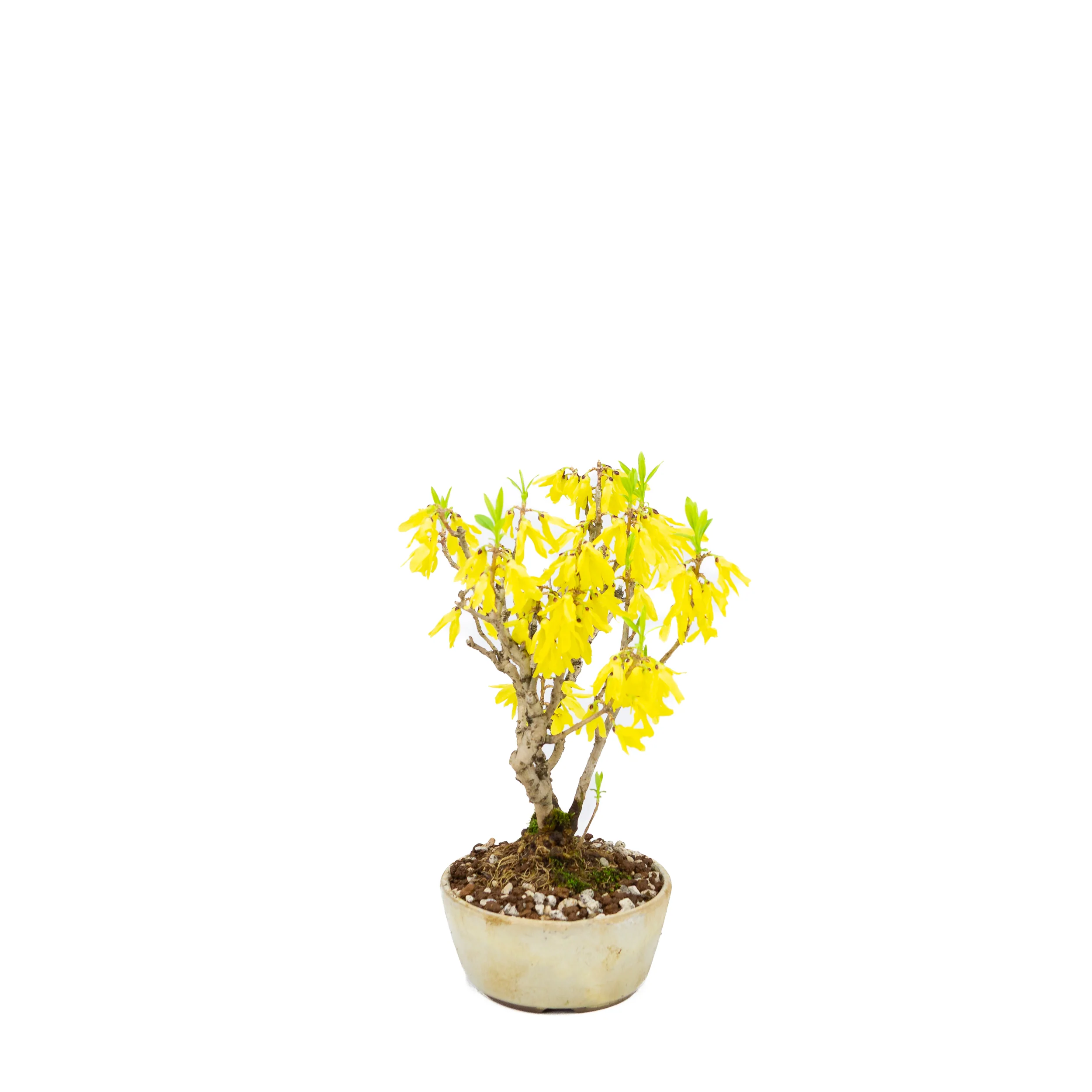 Forsythia (Chinees klokje), hoogte ~26cm - Image 2