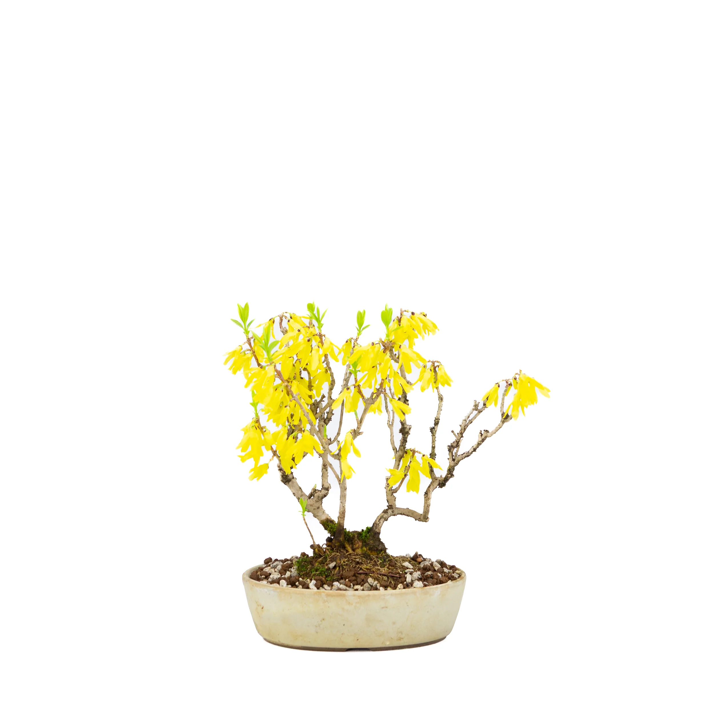 Forsythia (Chinees klokje), hoogte ~26cm - Image 3