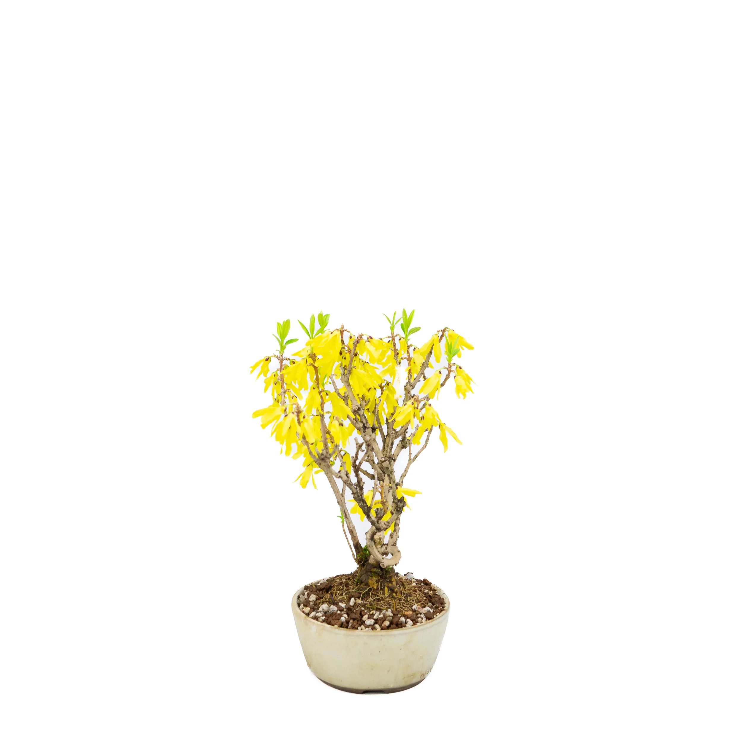 Forsythia (Chinees klokje), hoogte ~26cm - Image 4