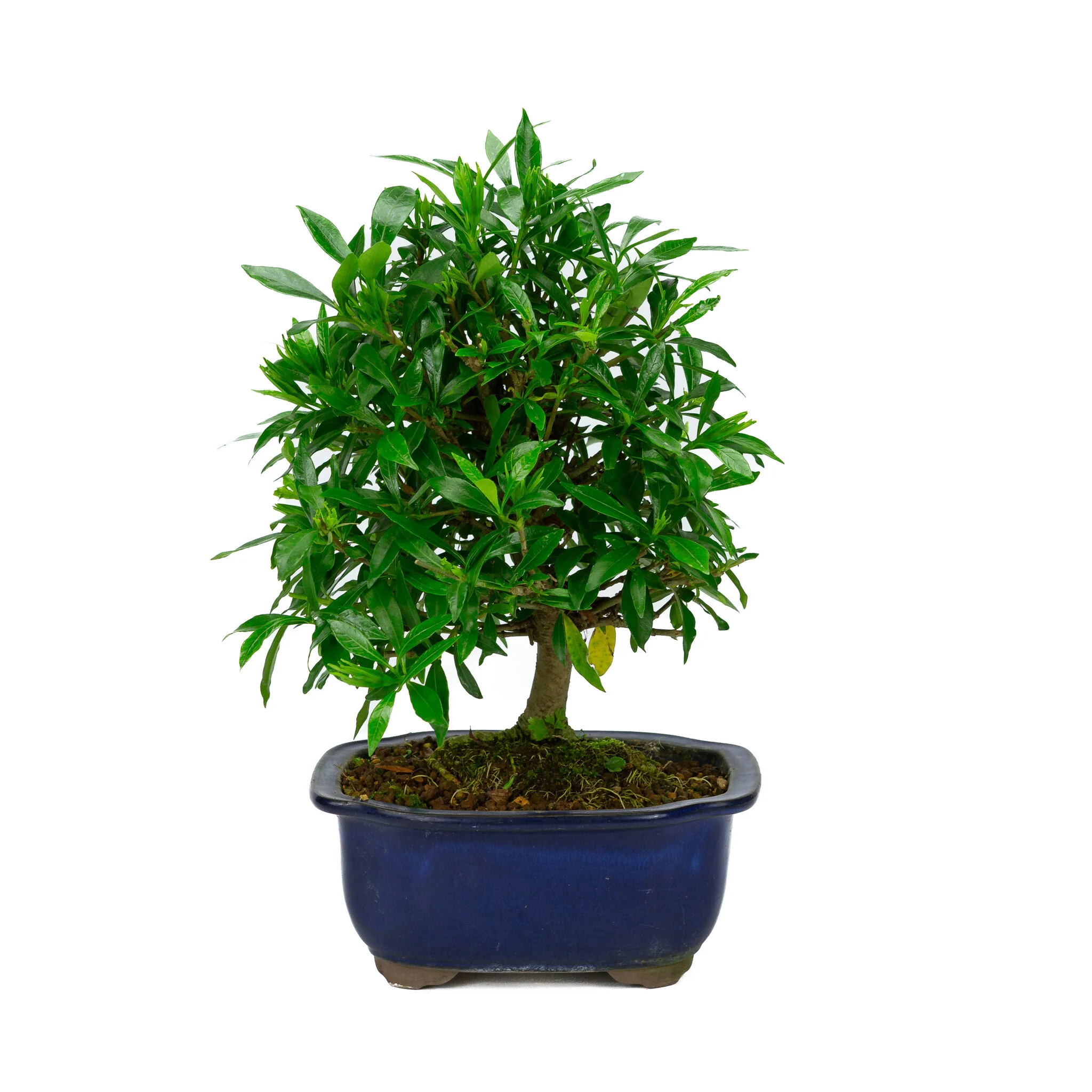 Gardenia blauwe Mokko pot 20cm, hoogte ~37cm