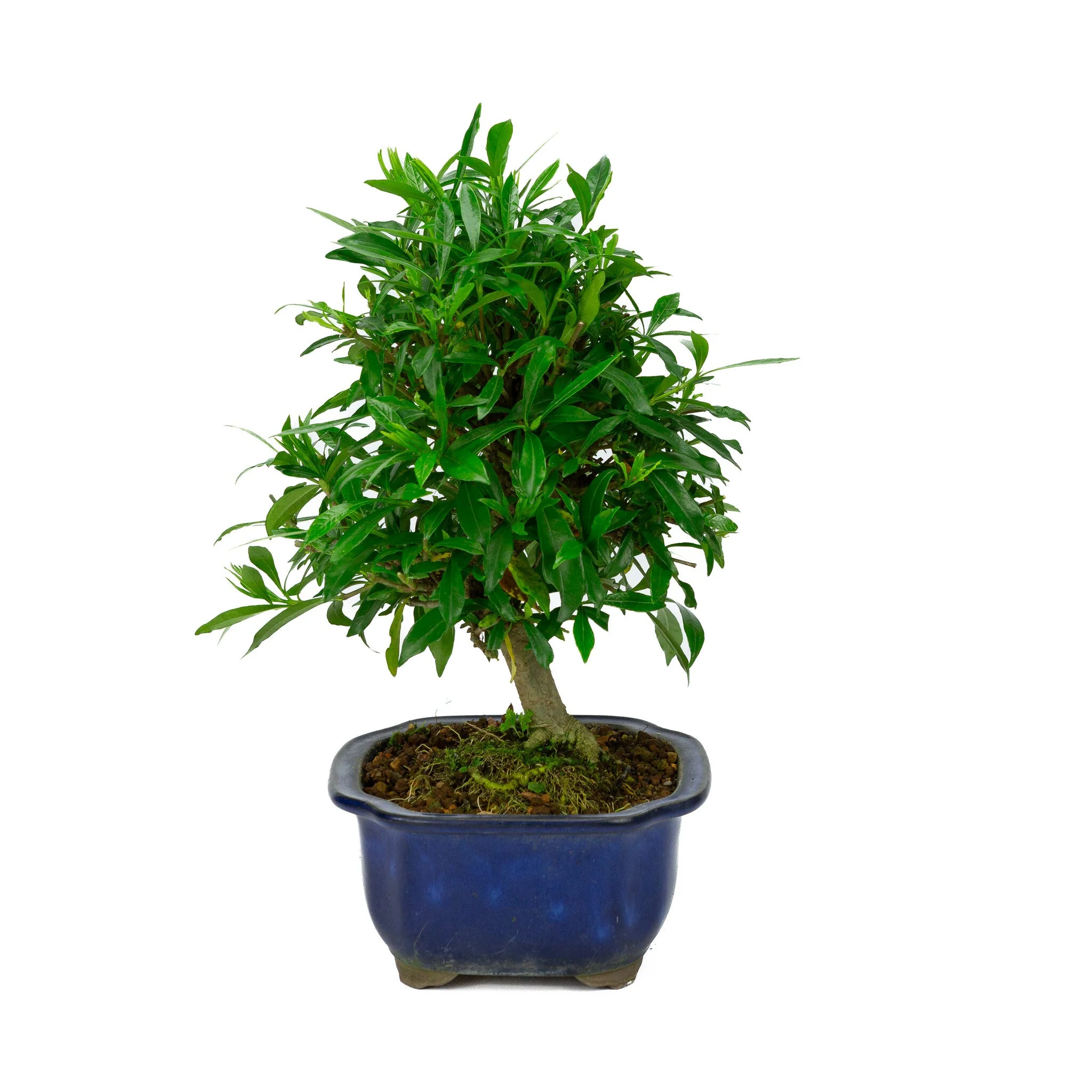 Gardenia blauwe Mokko pot 20cm, hoogte ~37cm - Image 2