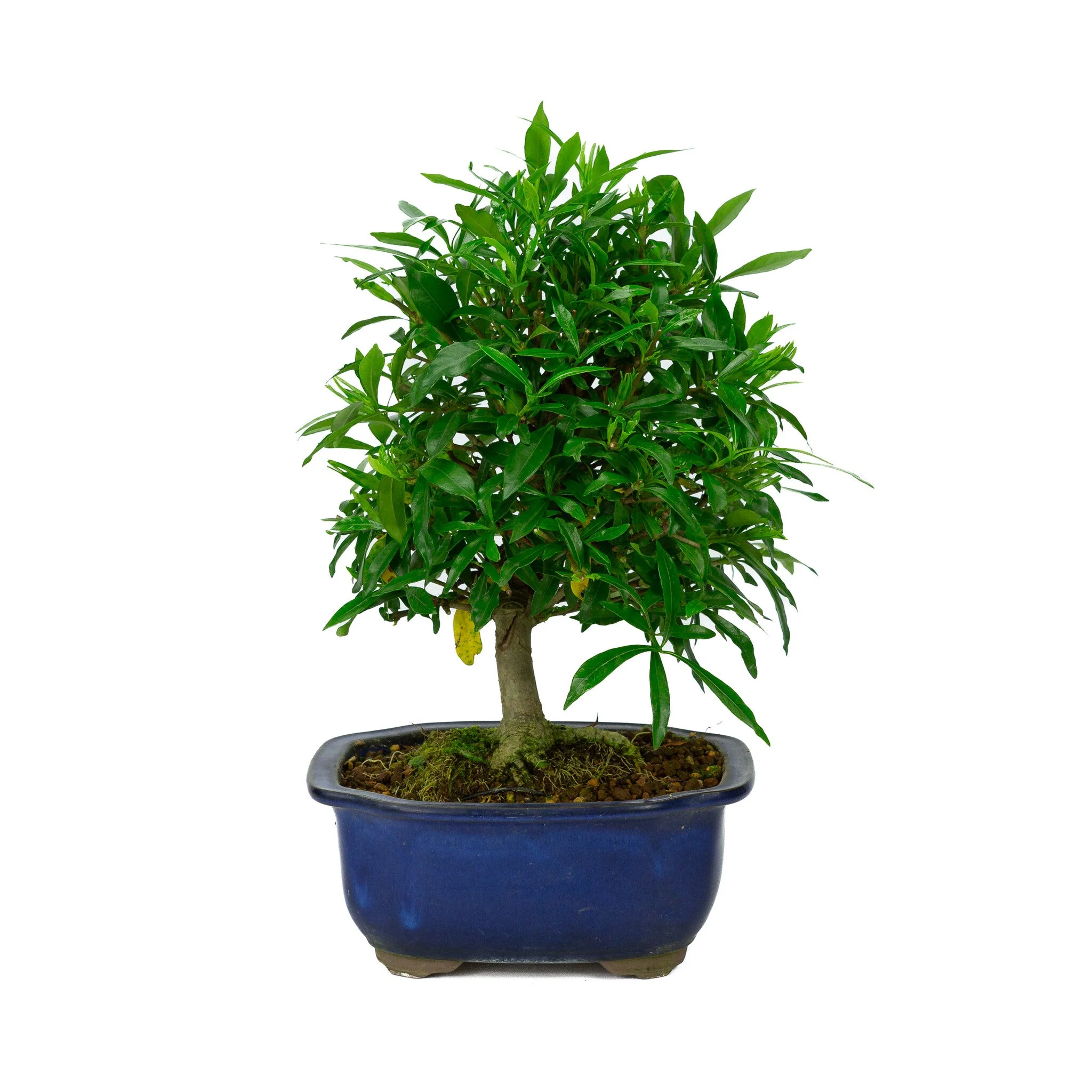 Gardenia blauwe Mokko pot 20cm, hoogte ~37cm - Image 3