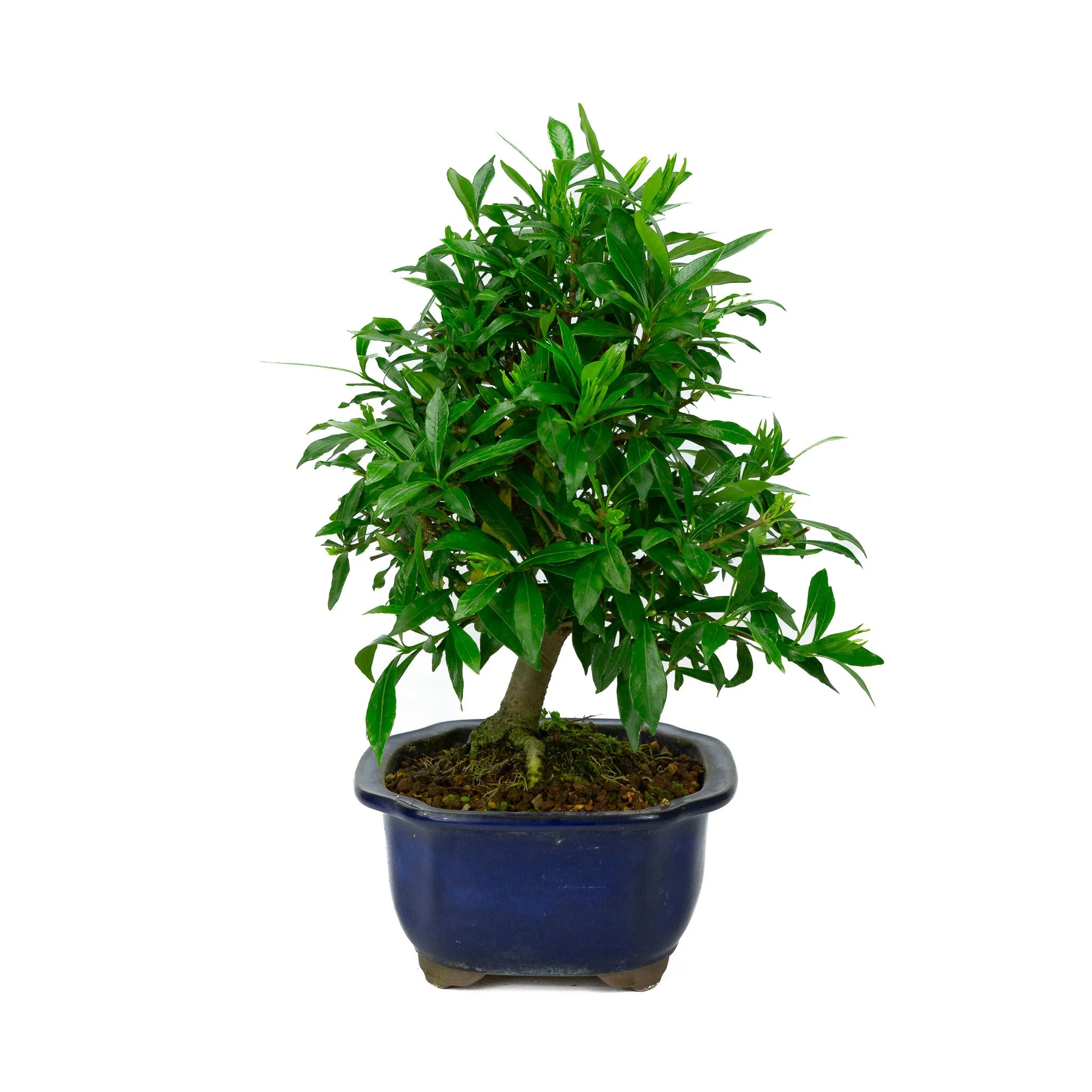Gardenia blauwe Mokko pot 20cm, hoogte ~37cm - Image 4