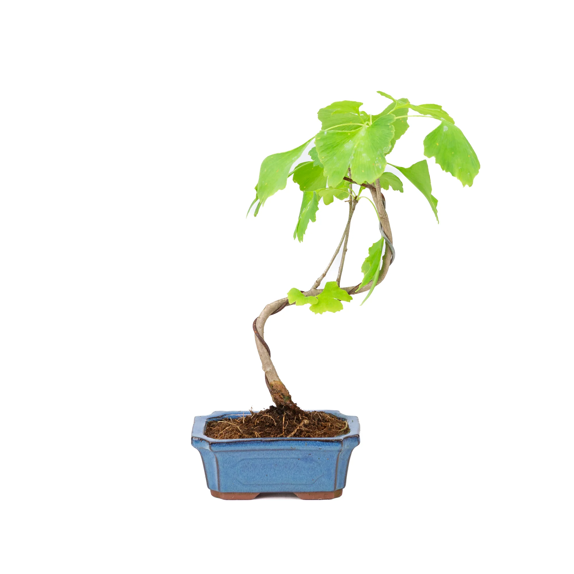 Ginkgo biloba blauwe rechthoekige pot 15cm, hoogte ~32cm