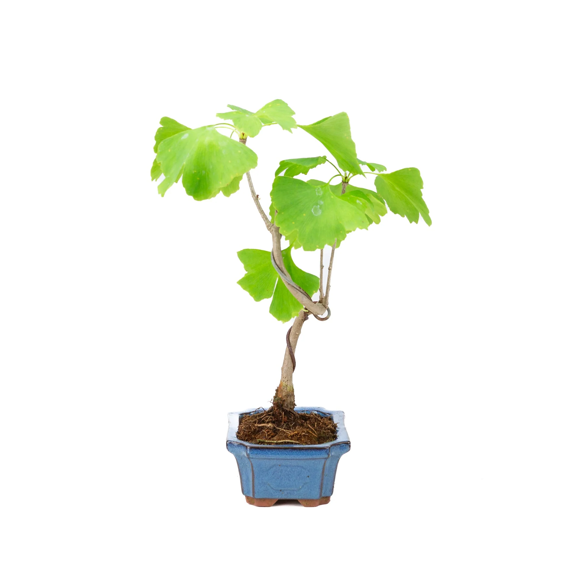 Ginkgo biloba blauwe rechthoekige pot 15cm, hoogte ~32cm - Image 2
