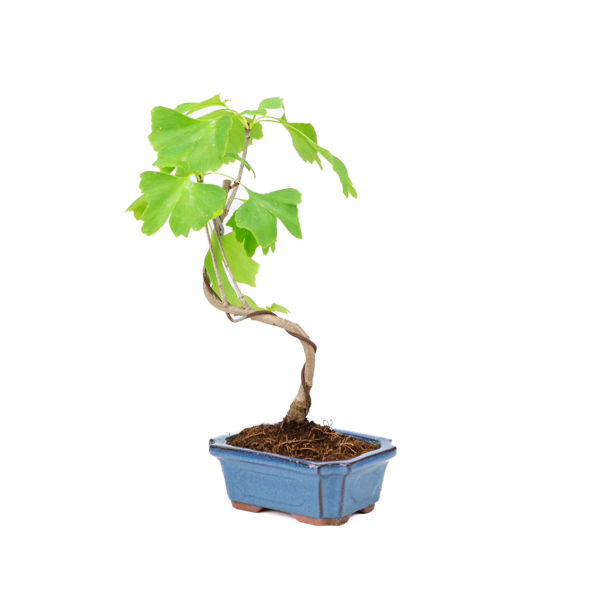 Ginkgo biloba blauwe rechthoekige pot 15cm, hoogte ~32cm - Image 3