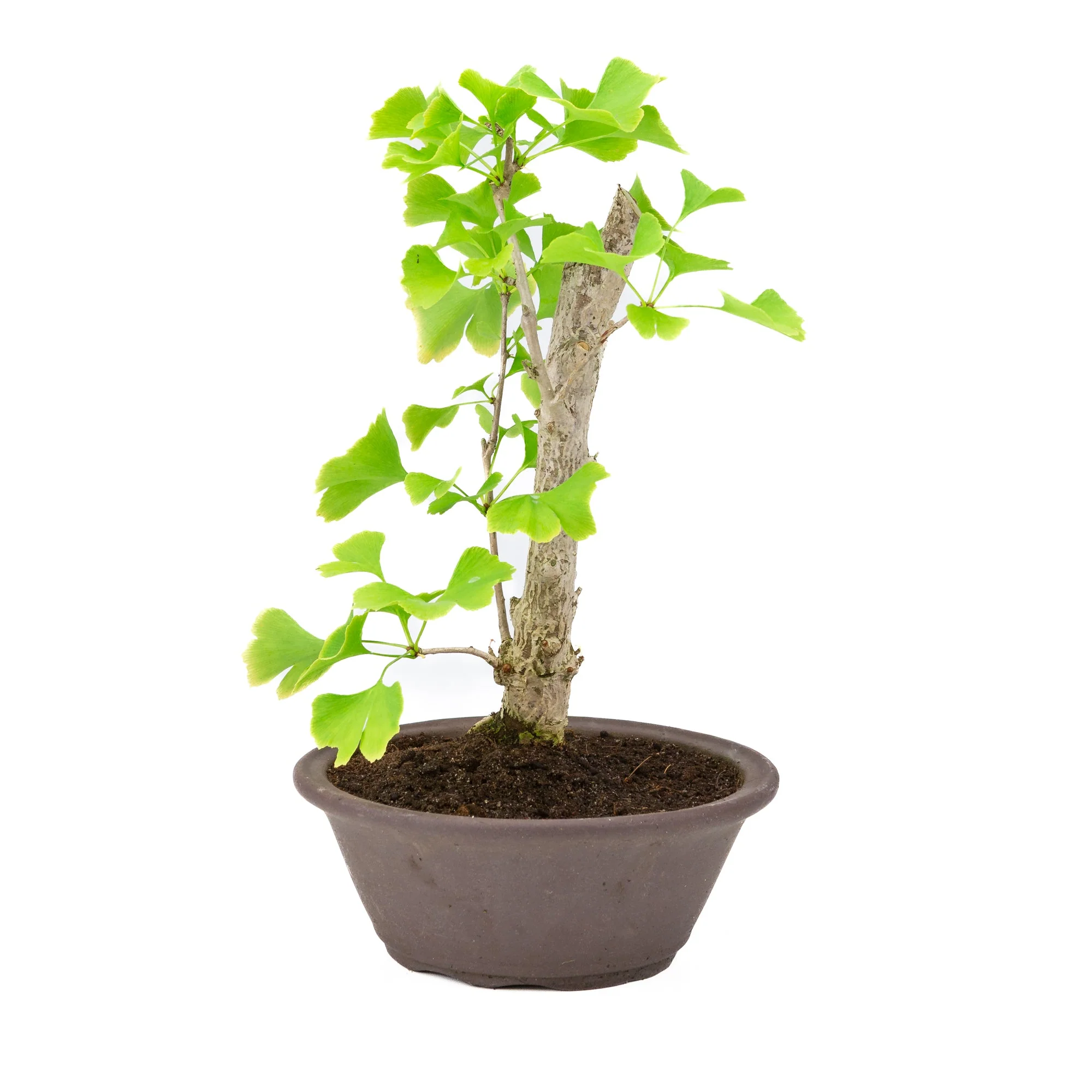 Ginkgo biloba bruine ronde pot 25cm, hoogte ~46cm - Image 2