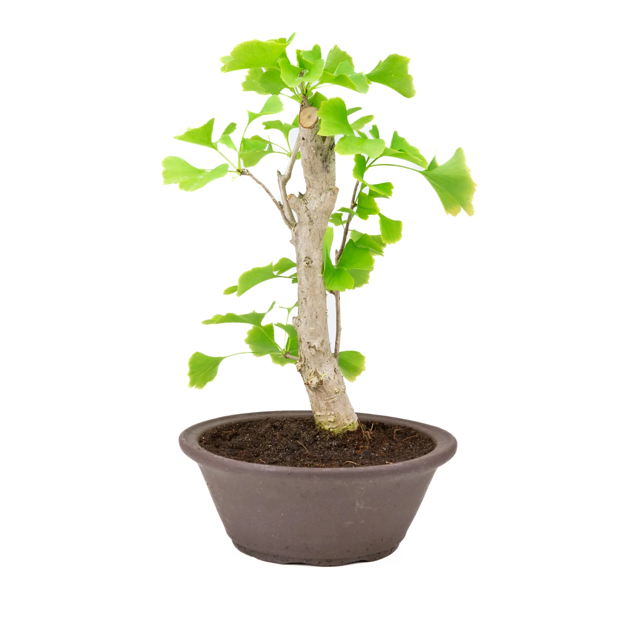 Ginkgo biloba bruine ronde pot 25cm, hoogte ~46cm - Image 3
