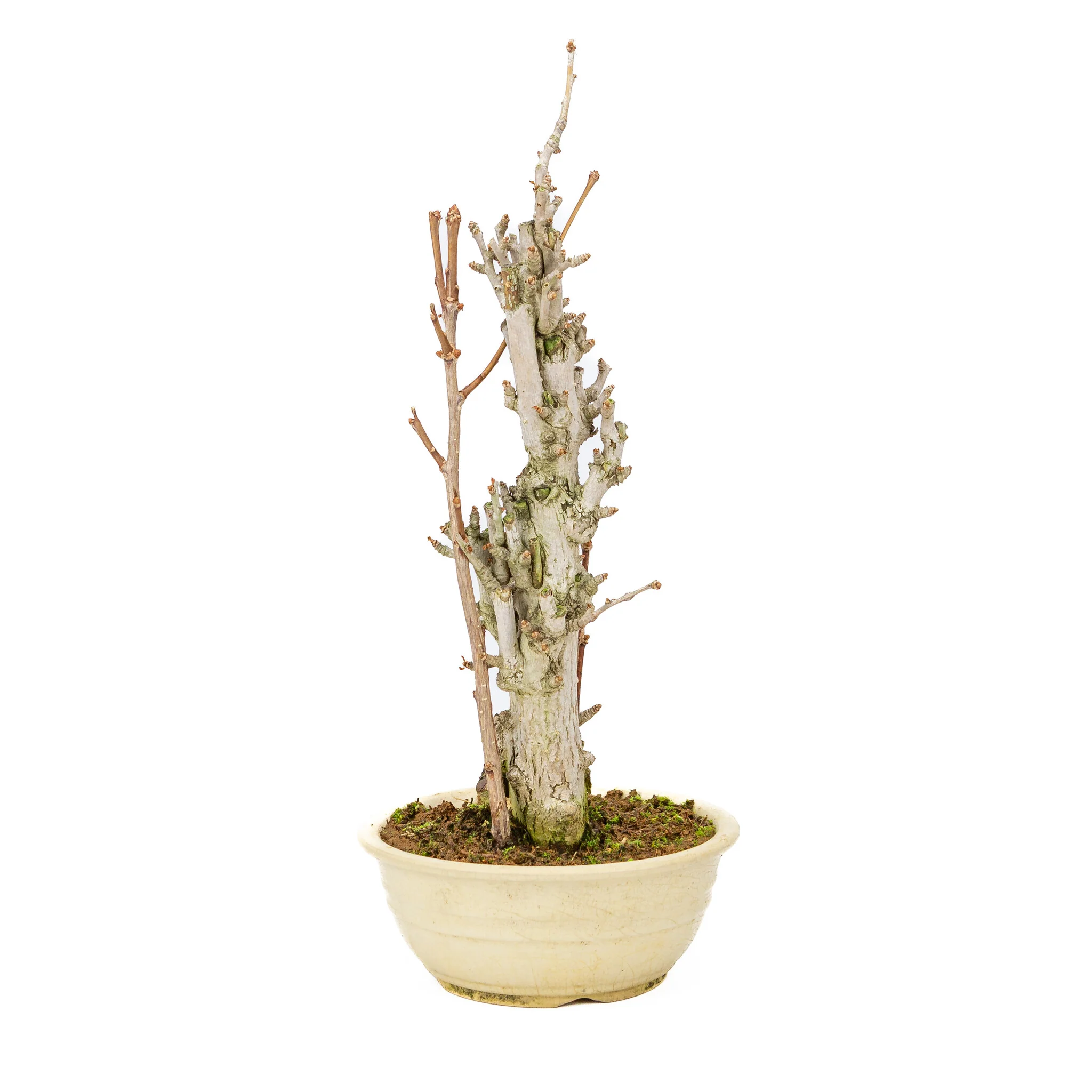 Miniatuur 1