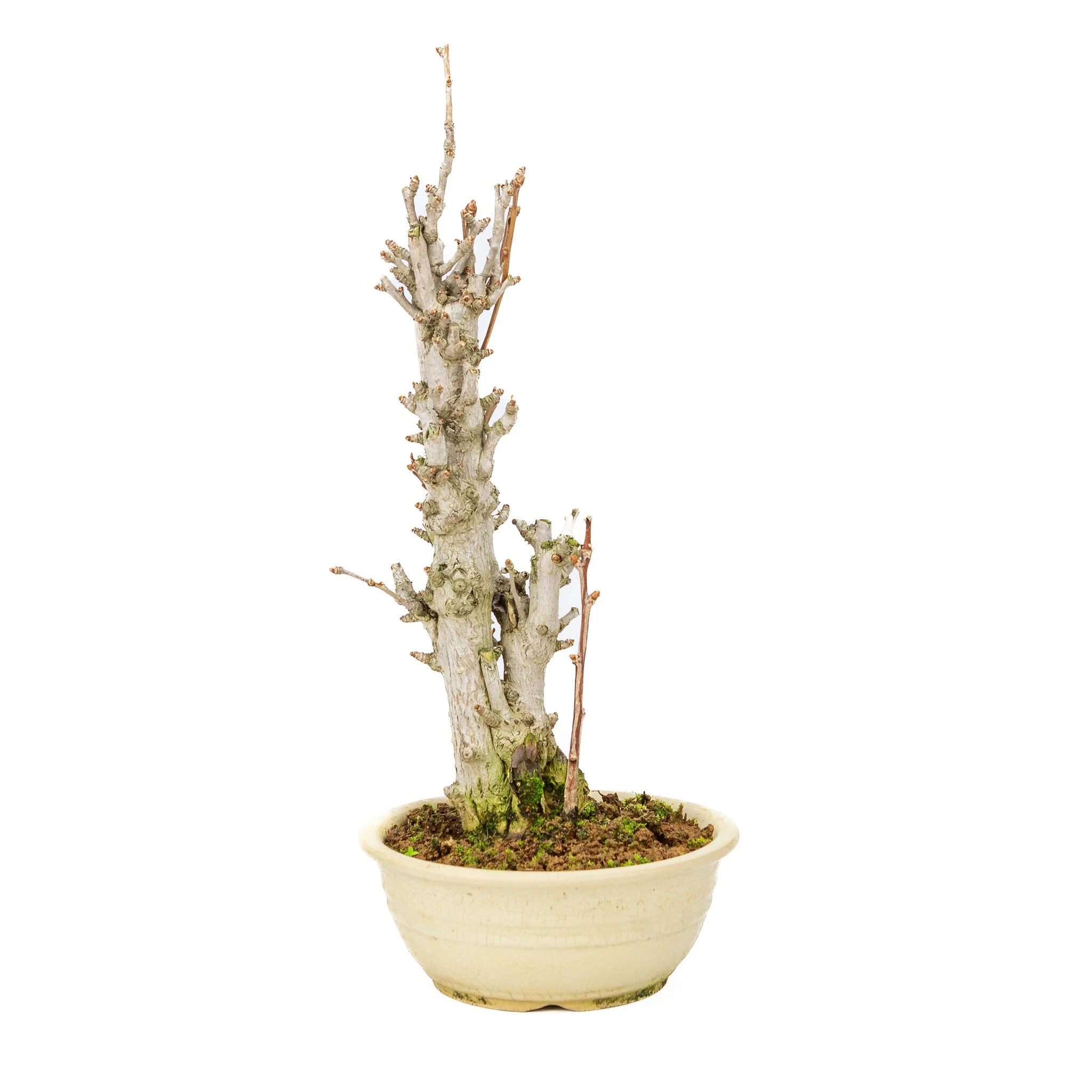 Miniatuur 2