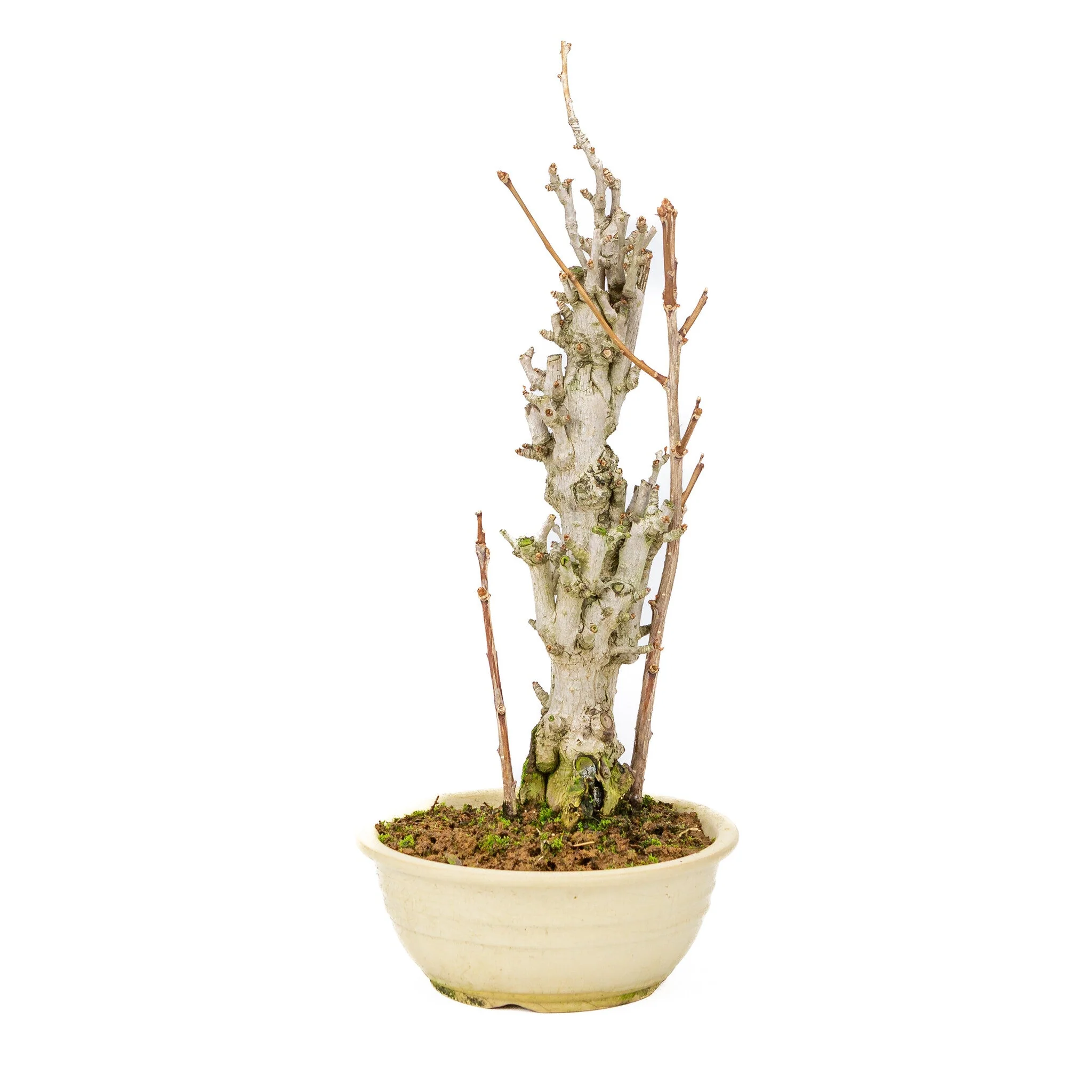 Ginkgo biloba creme ronde pot 20cm, hoogte ~50cm - Image 3