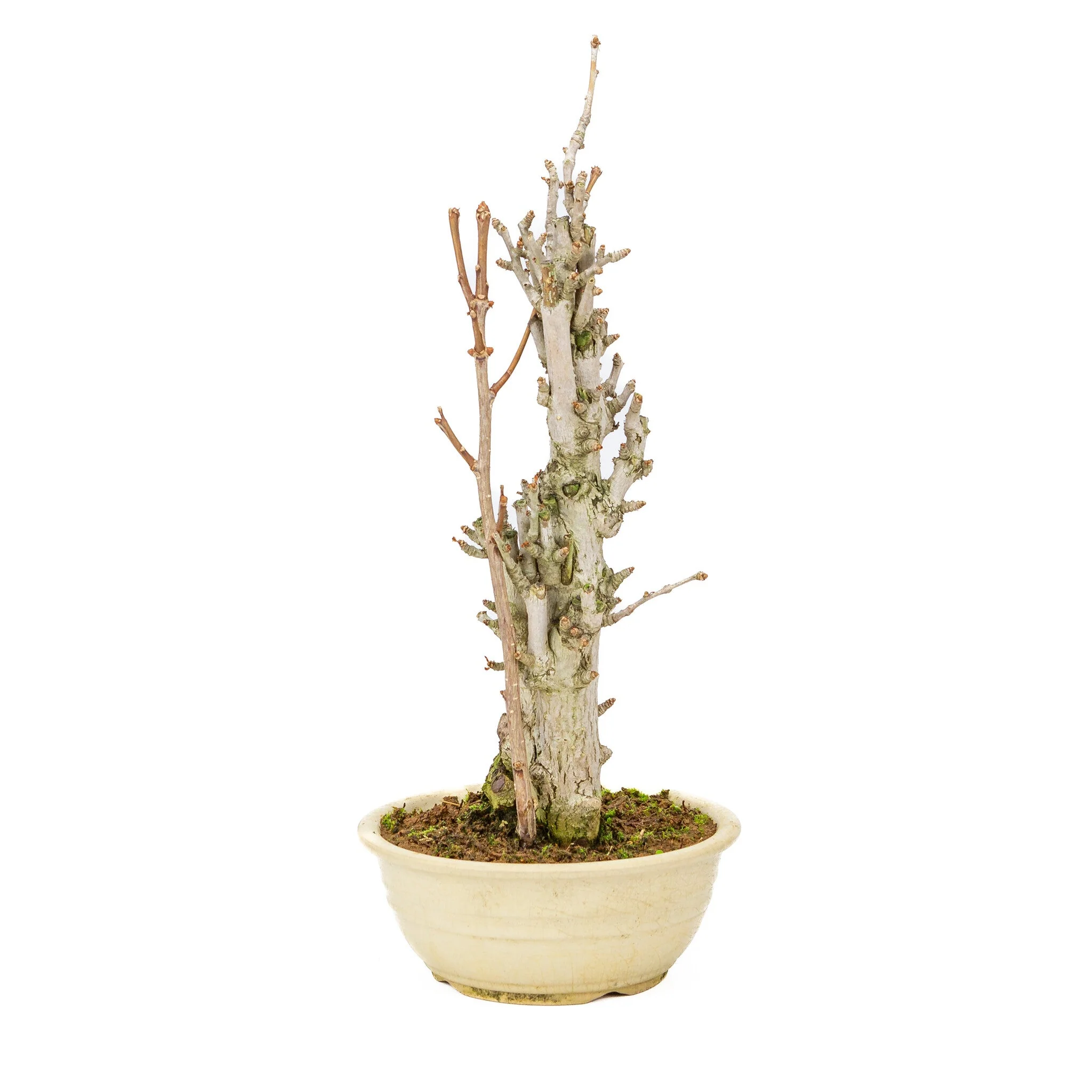 Ginkgo biloba creme ronde pot 20cm, hoogte ~50cm - Image 4