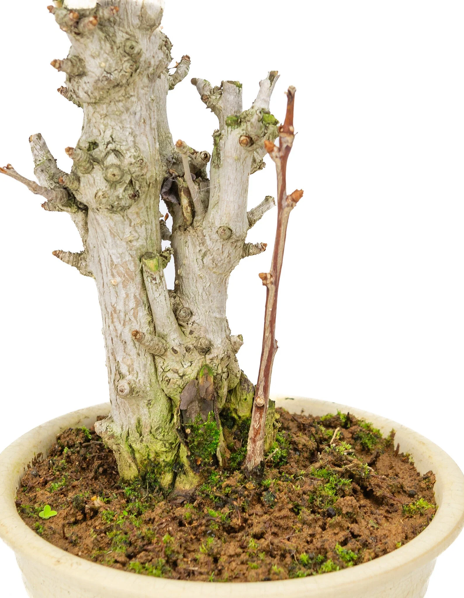 Ginkgo biloba creme ronde pot 20cm, hoogte ~50cm - Image 5