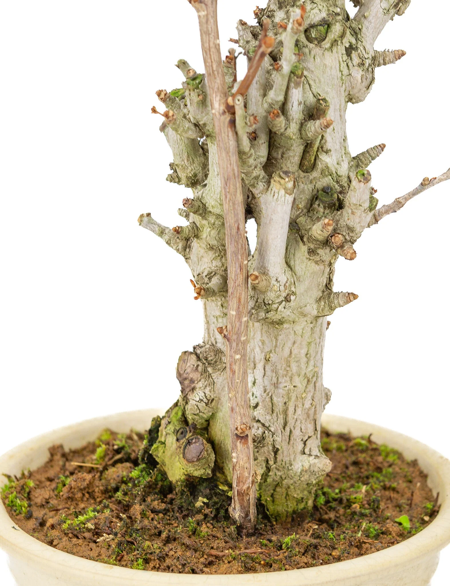 Ginkgo biloba creme ronde pot 20cm, hoogte ~50cm - Image 6
