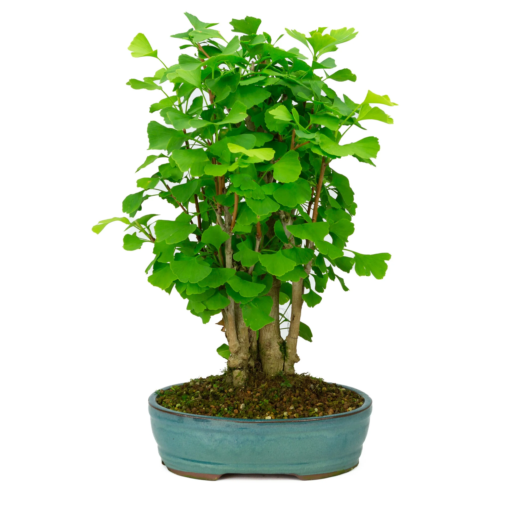 Ginkgo biloba groene ovale pot 27cm, hoogte ~51cm