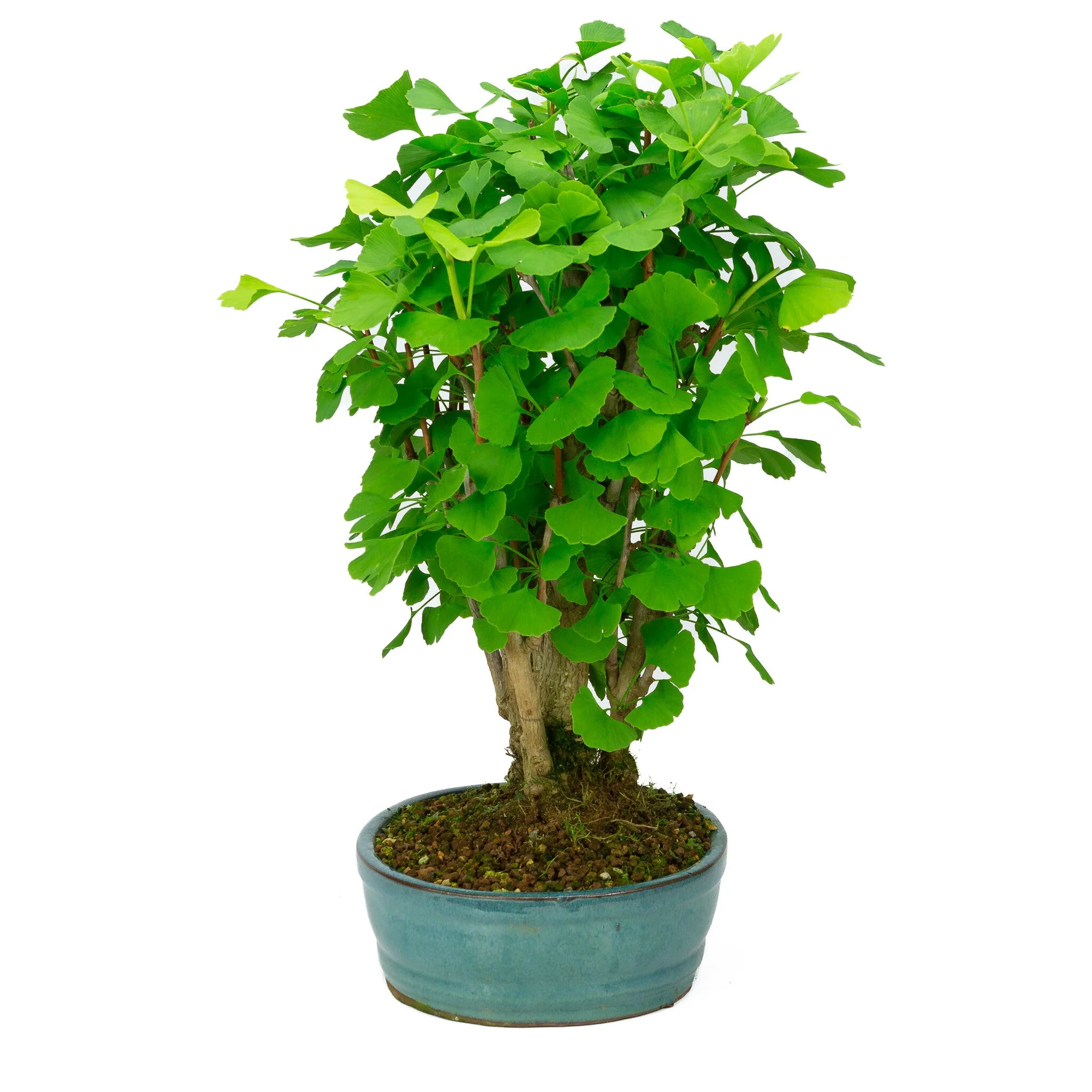 Ginkgo biloba groene ovale pot 27cm, hoogte ~51cm - Image 2