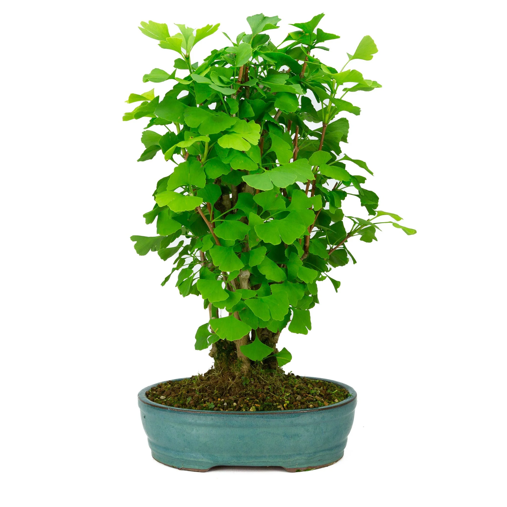 Ginkgo biloba groene ovale pot 27cm, hoogte ~51cm - Image 3