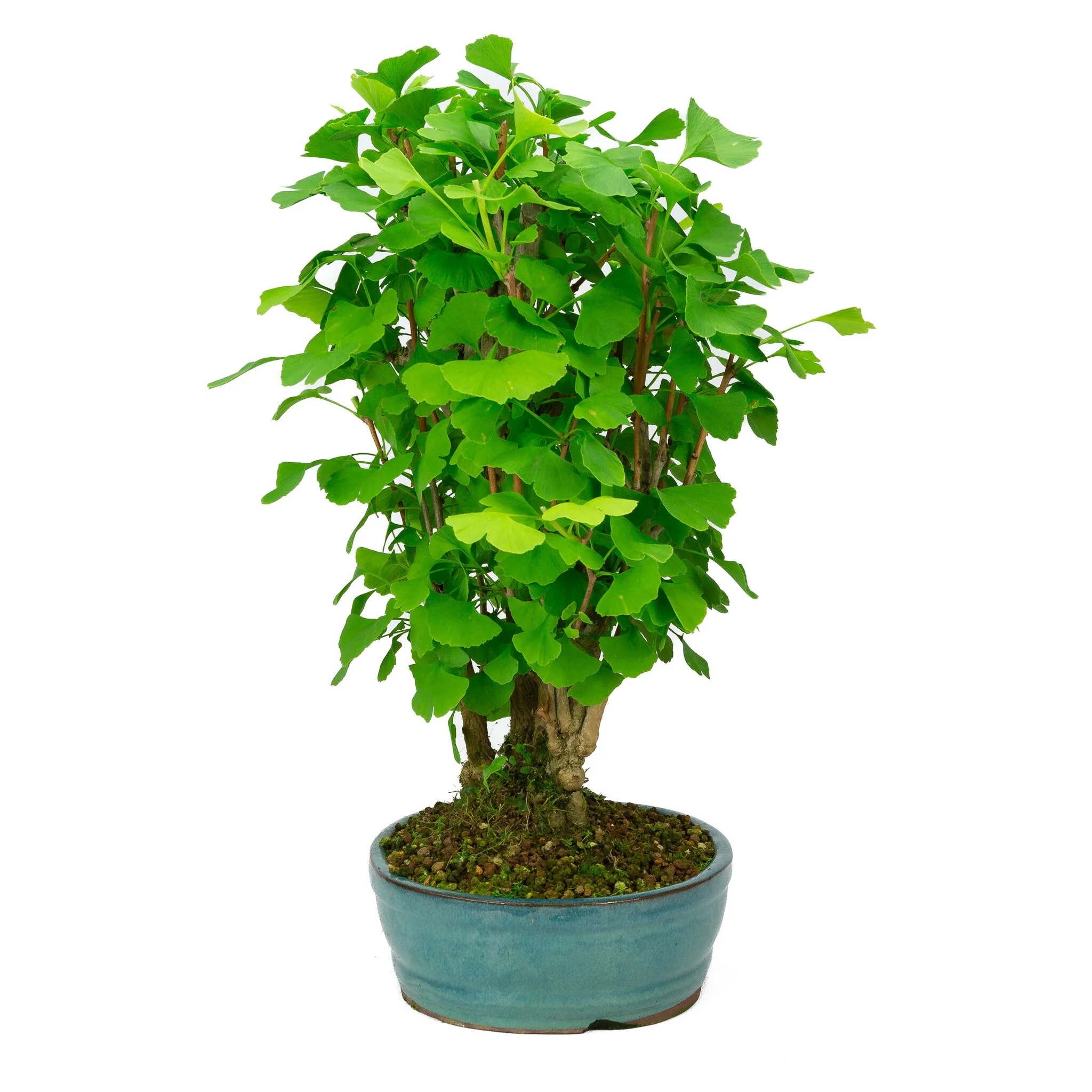 Ginkgo biloba groene ovale pot 27cm, hoogte ~51cm - Image 4