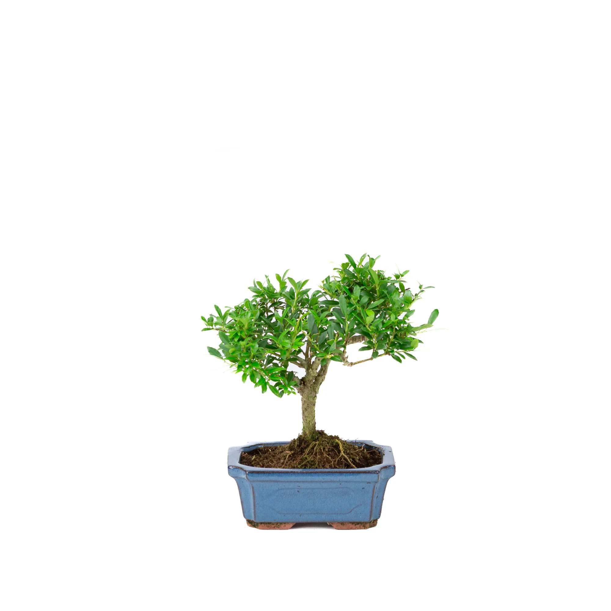Ilex crenata blauwe rechthoekige pot 15cm, hoogte ~24cm
