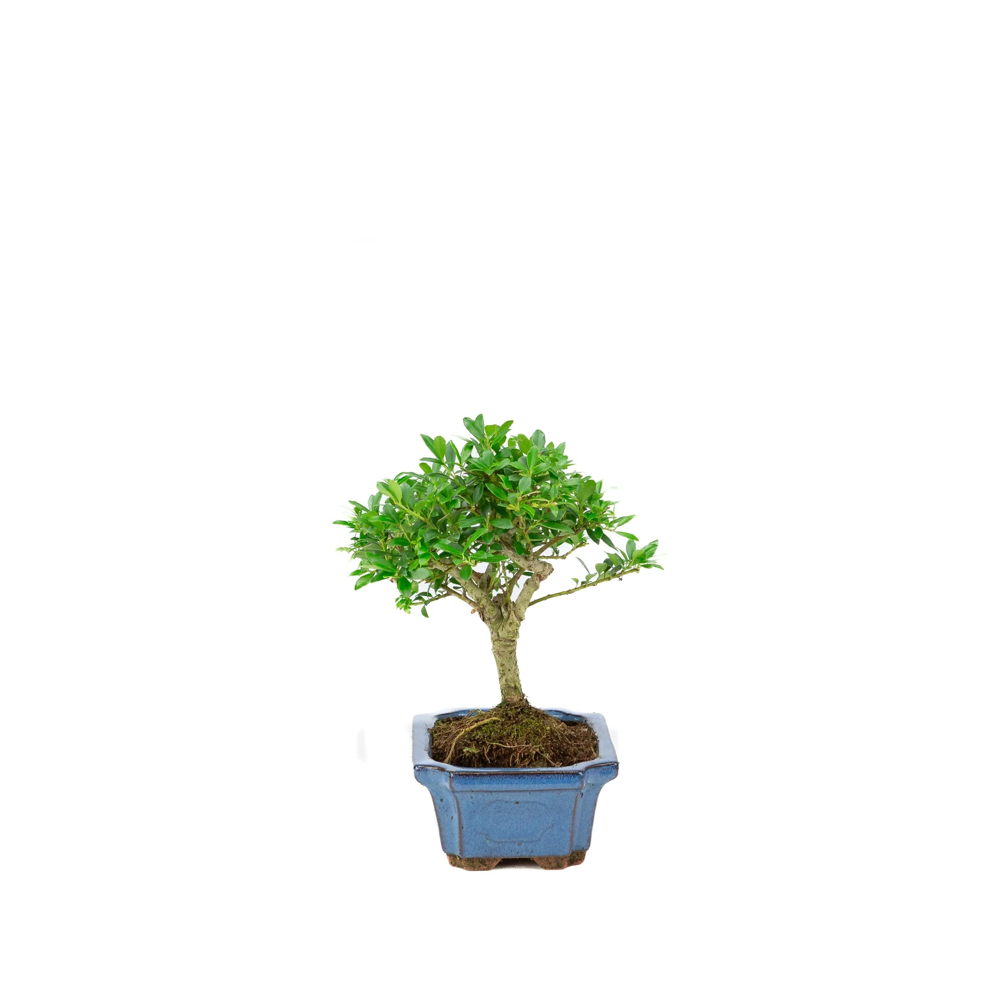 Ilex crenata blauwe rechthoekige pot 15cm, hoogte ~24cm - Image 2