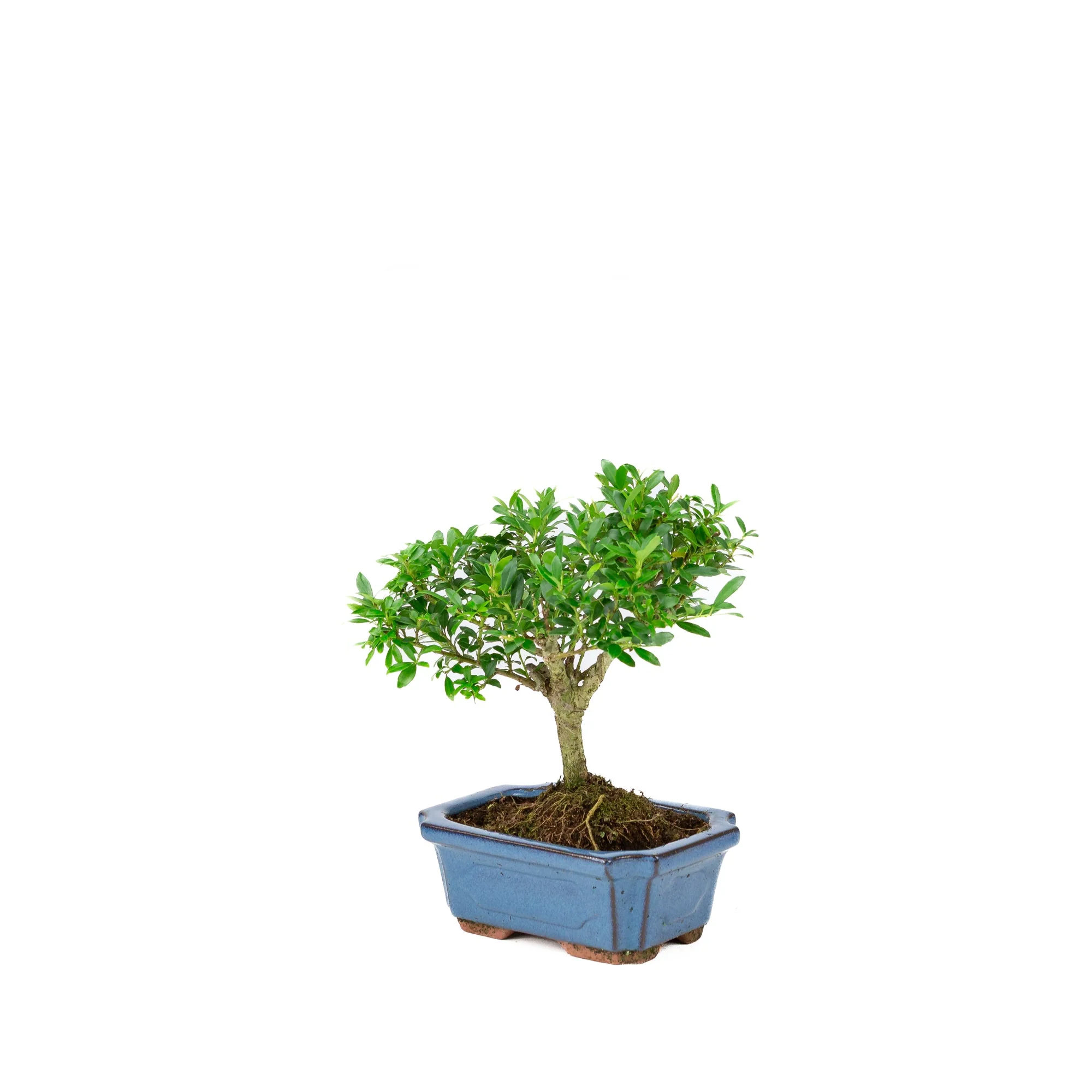 Ilex crenata blauwe rechthoekige pot 15cm, hoogte ~24cm - Image 3