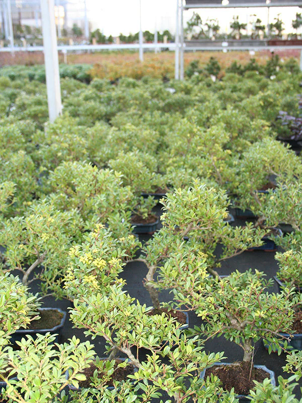 Ilex crenata blauwe rechthoekige pot 15cm, hoogte ~24cm - Image 4