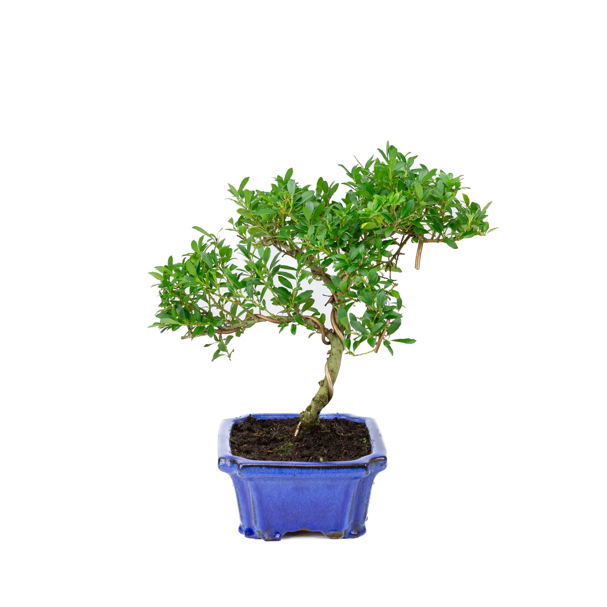 Ilex crenata blauwe pot 20cm, hoogte ~36cm - Image 2