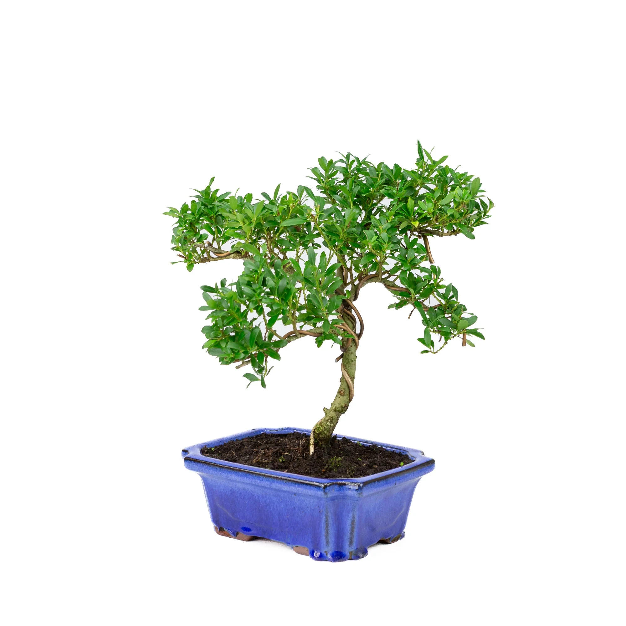 Ilex crenata blauwe pot 20cm, hoogte ~36cm - Image 3