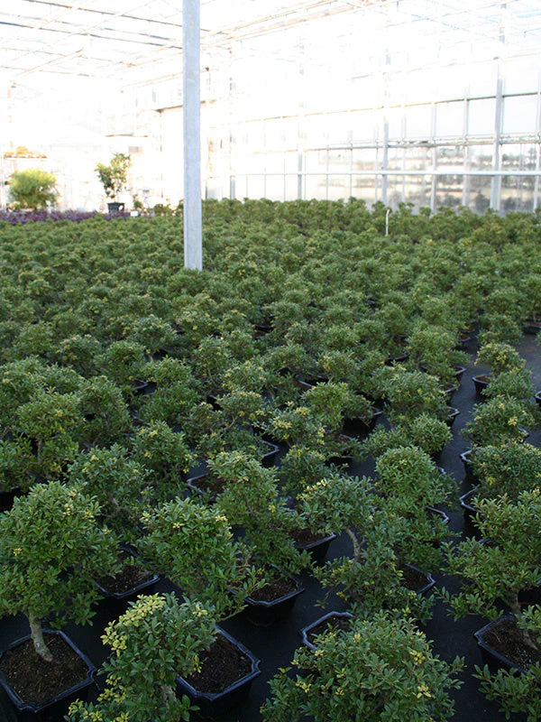 Ilex crenata blauwe pot 20cm, hoogte ~36cm - Image 4