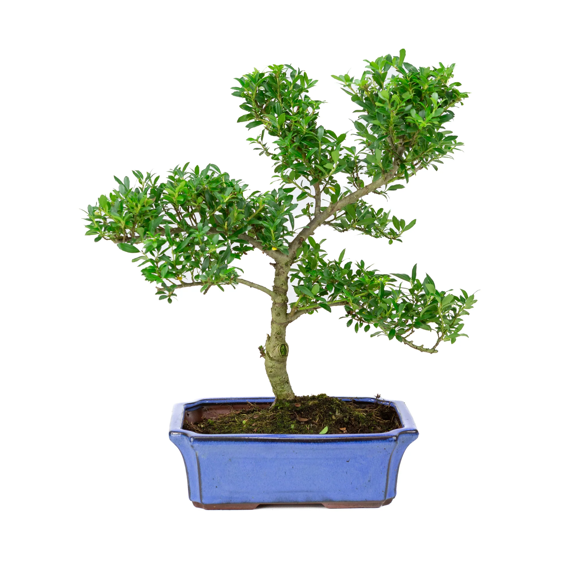 Ilex crenata blauwe pot 24cm, hoogte ~43cm