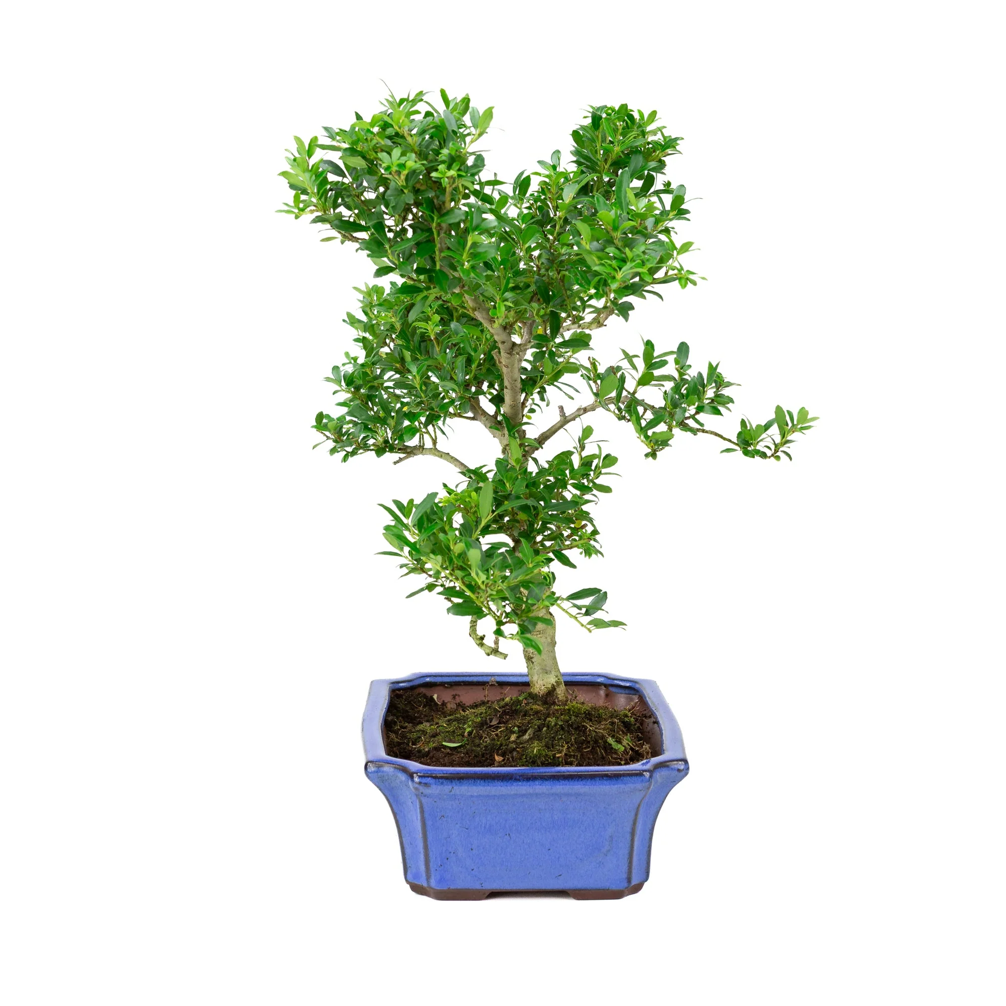 Ilex crenata blauwe pot 24cm, hoogte ~43cm - Image 2