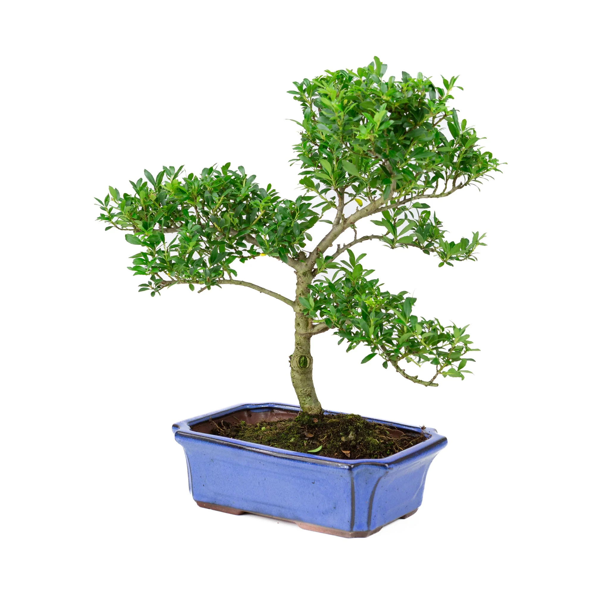 Ilex crenata blauwe pot 24cm, hoogte ~43cm - Image 3