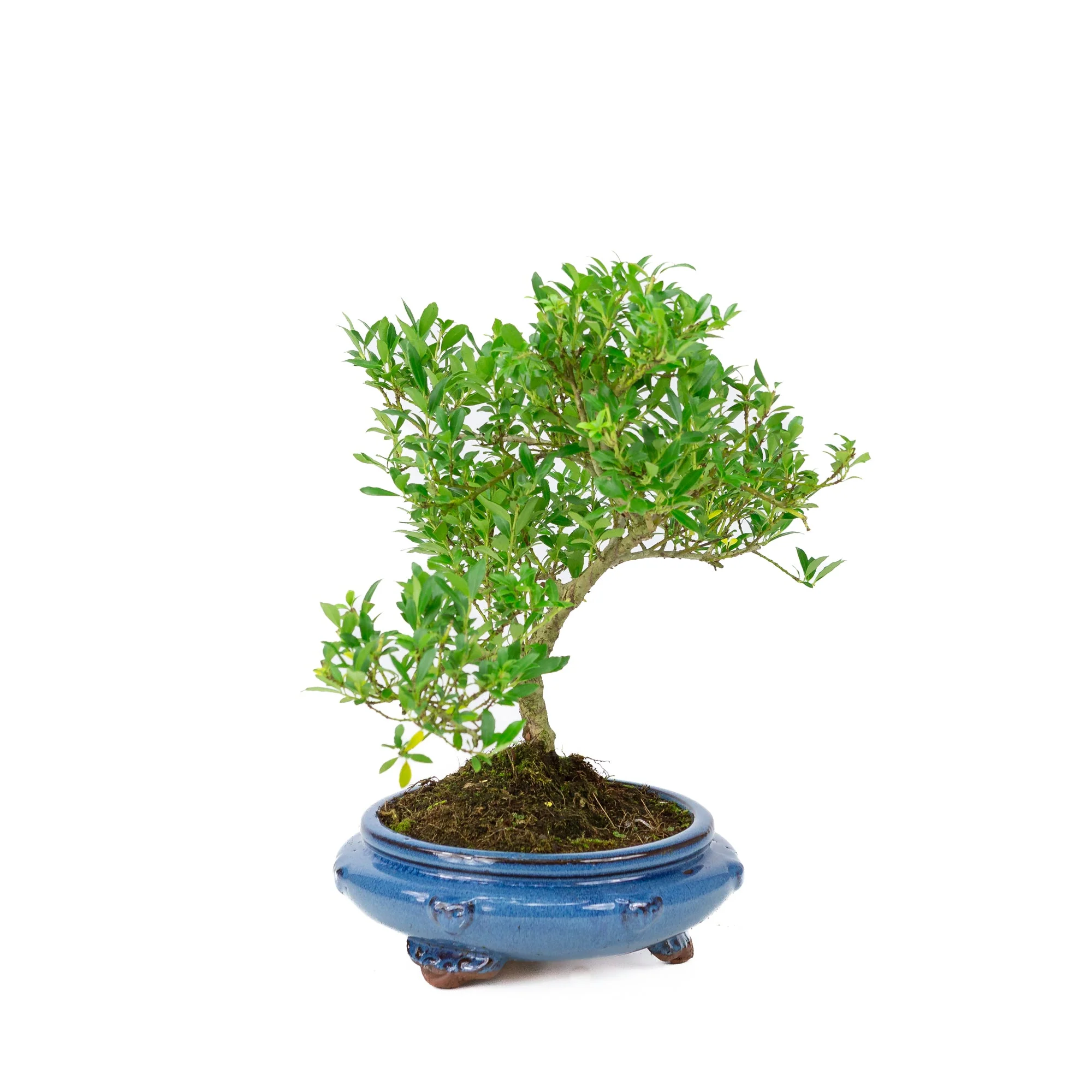 Ilex crenata blauwe ronde pot 23cm, hoogte ~43cm - Image 2