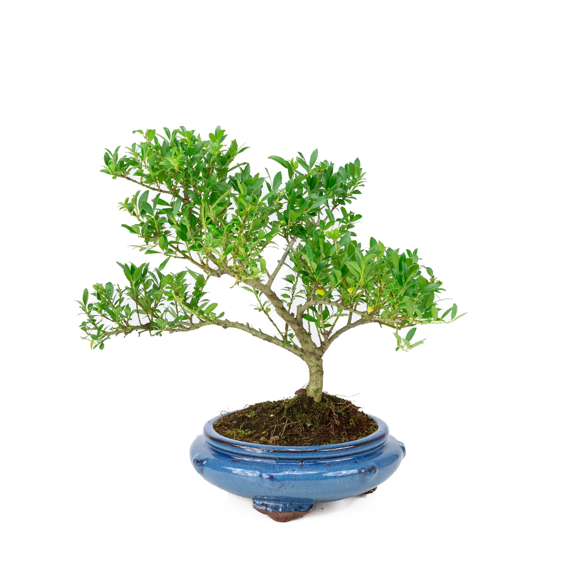 Ilex crenata blauwe ronde pot 23cm, hoogte ~43cm - Image 3