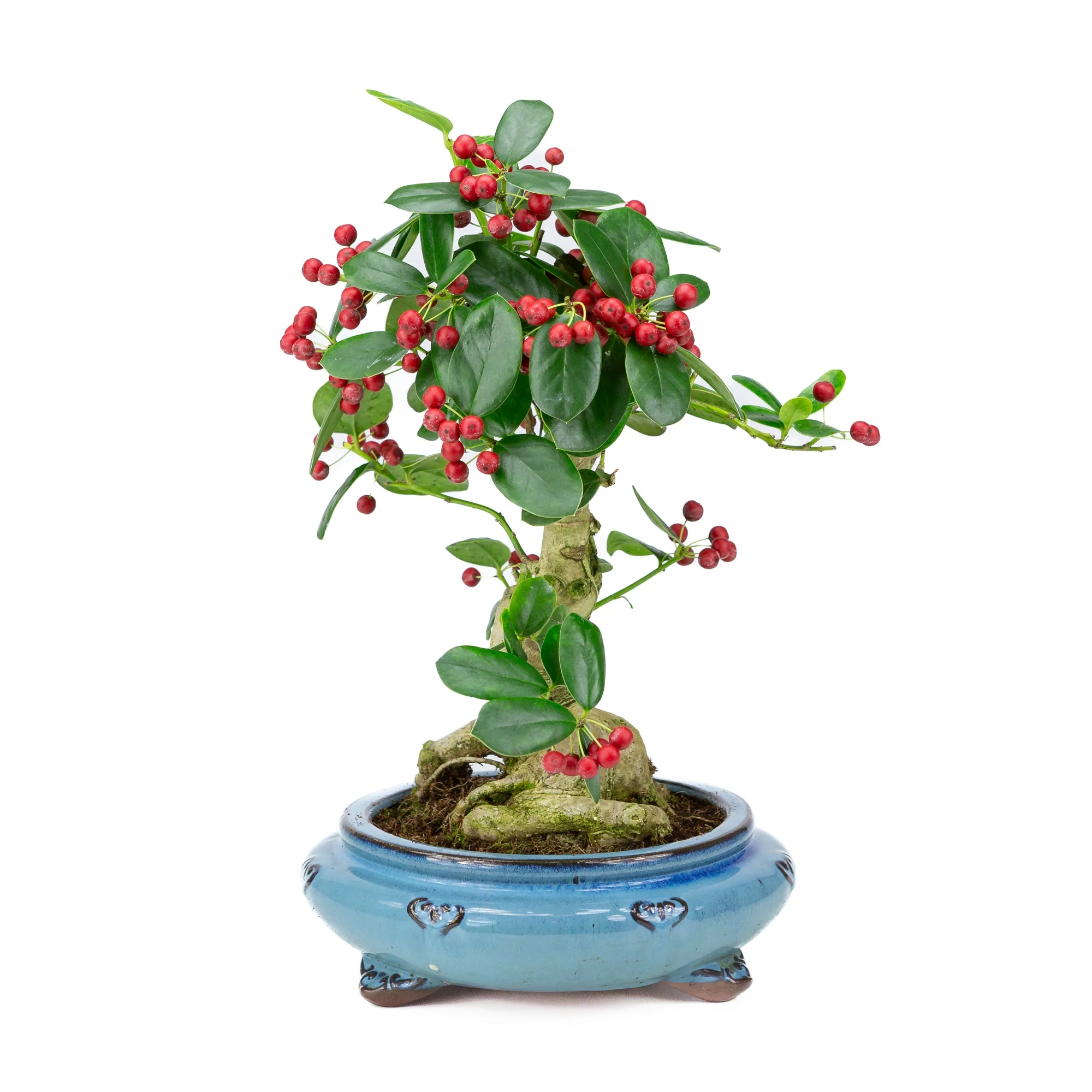 Ilex fortunei blauwe ronde pot 23cm, hoogte ~37cm - Image 2