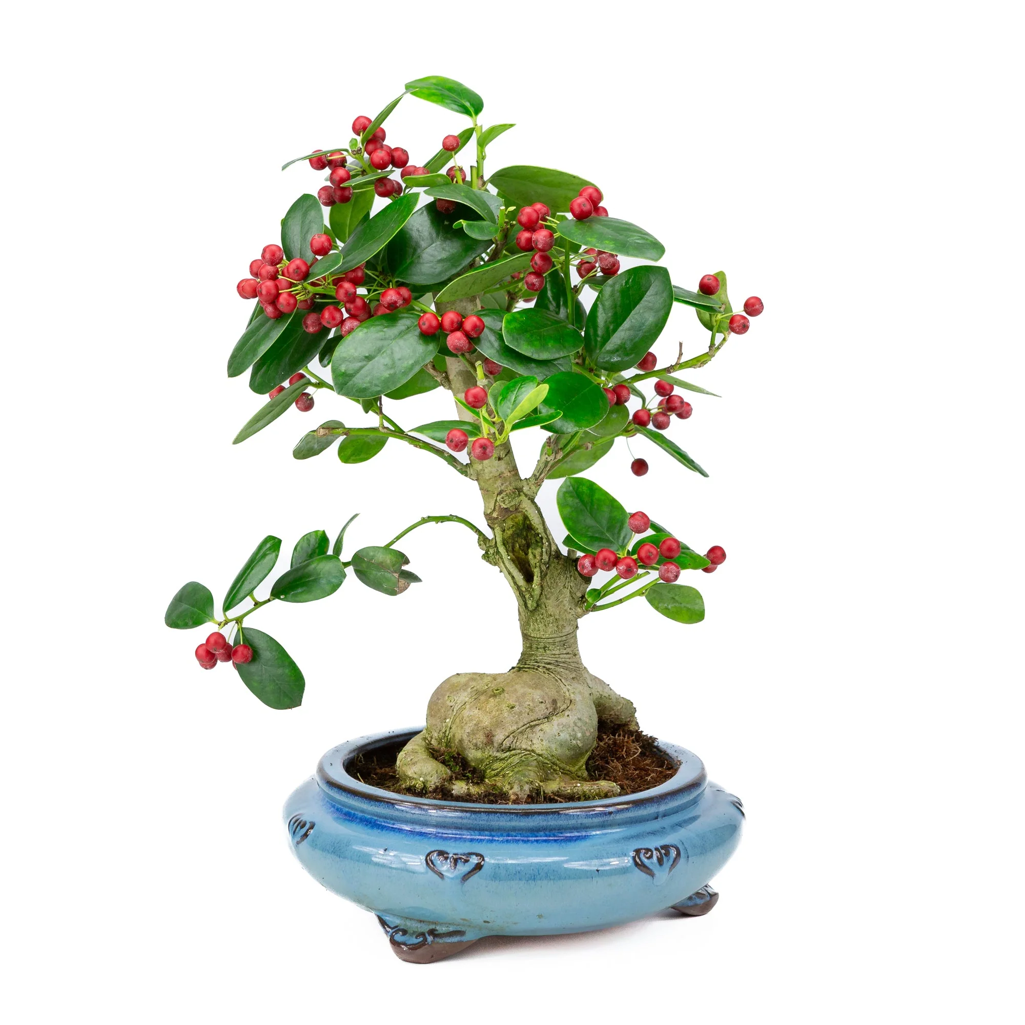 Ilex fortunei blauwe ronde pot 23cm, hoogte ~37cm - Image 3